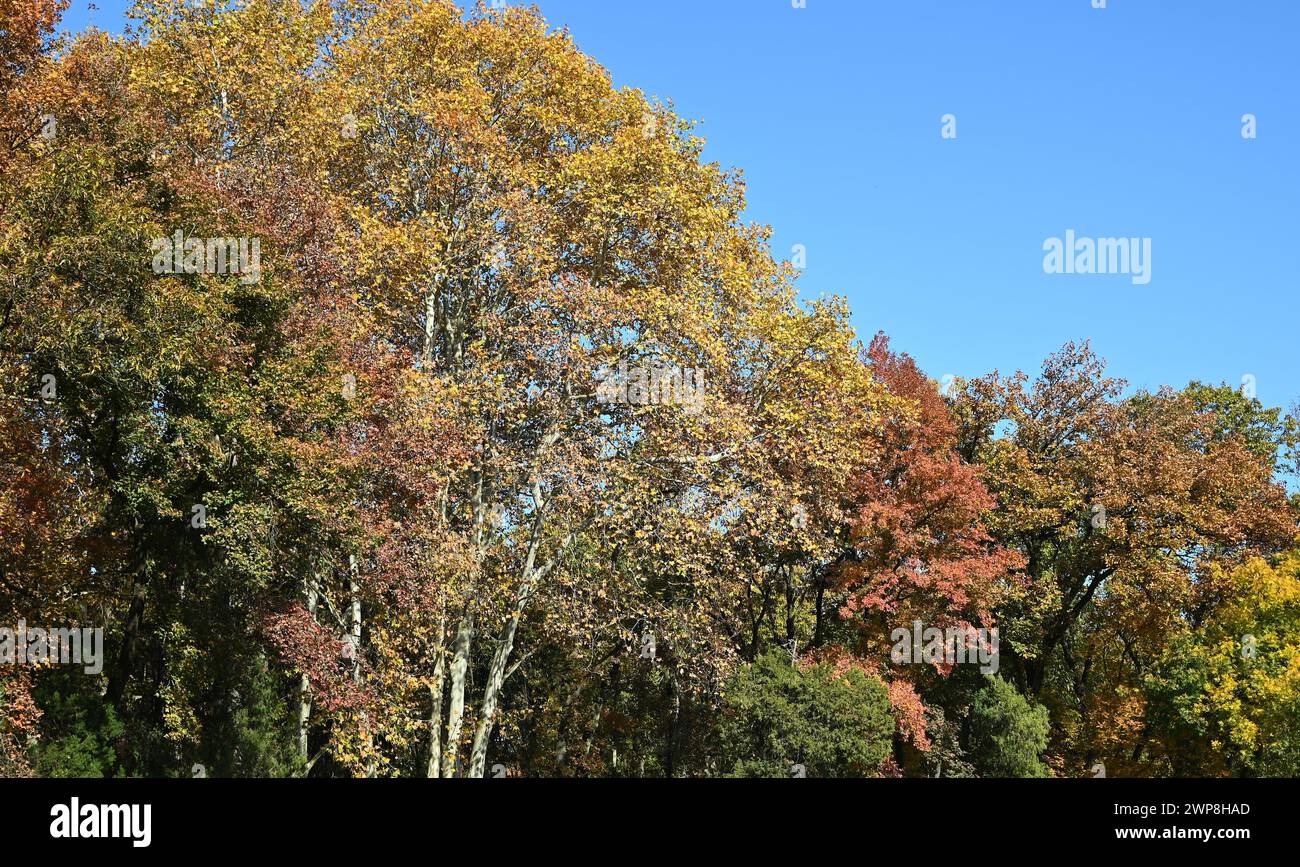 alberi autunnali e cielo azzurro nel pomeriggio soleggiato Foto Stock