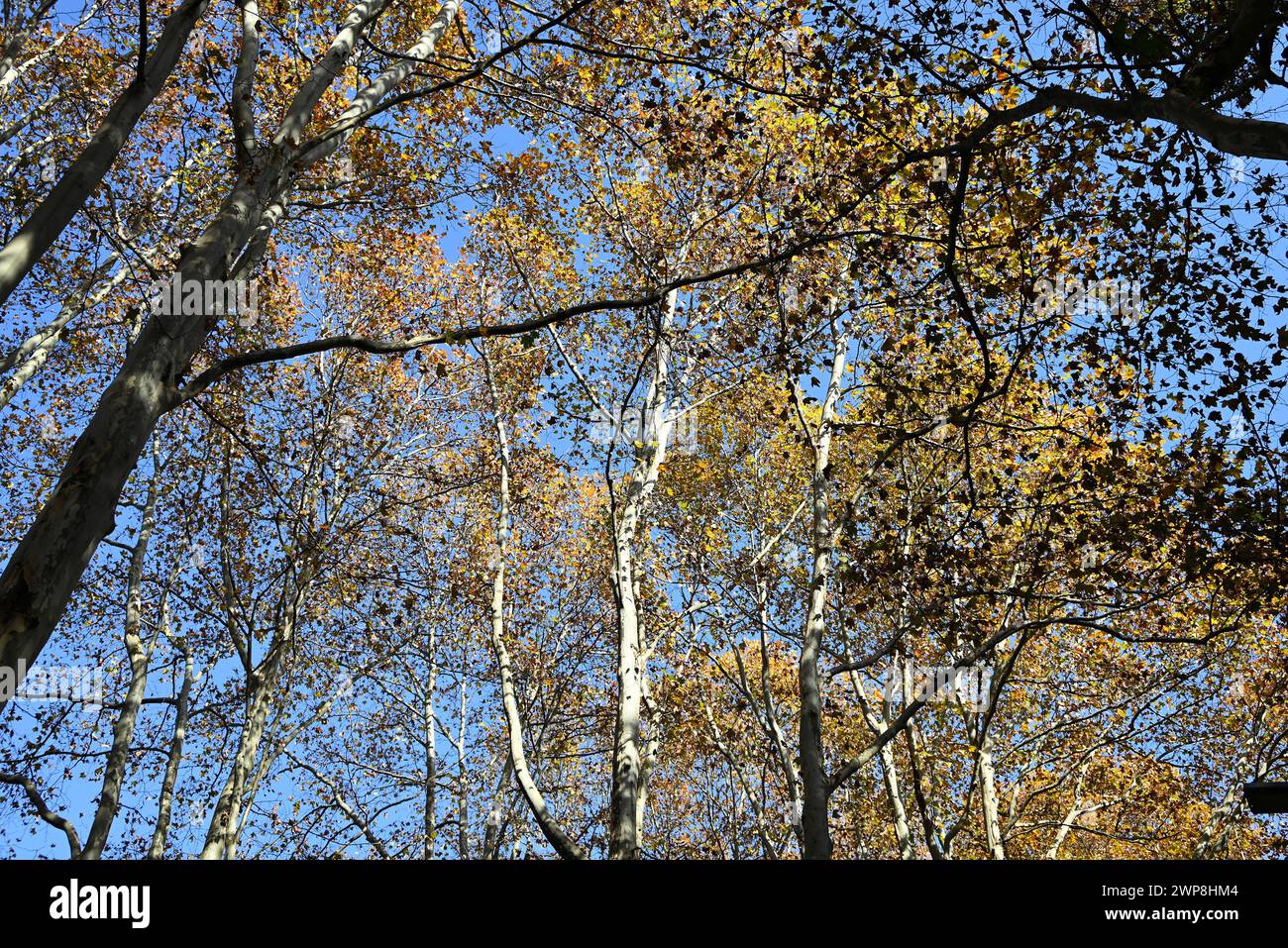rami d'albero con foglie gialle sotto il cielo azzurro nel soleggiato pomeriggio Foto Stock