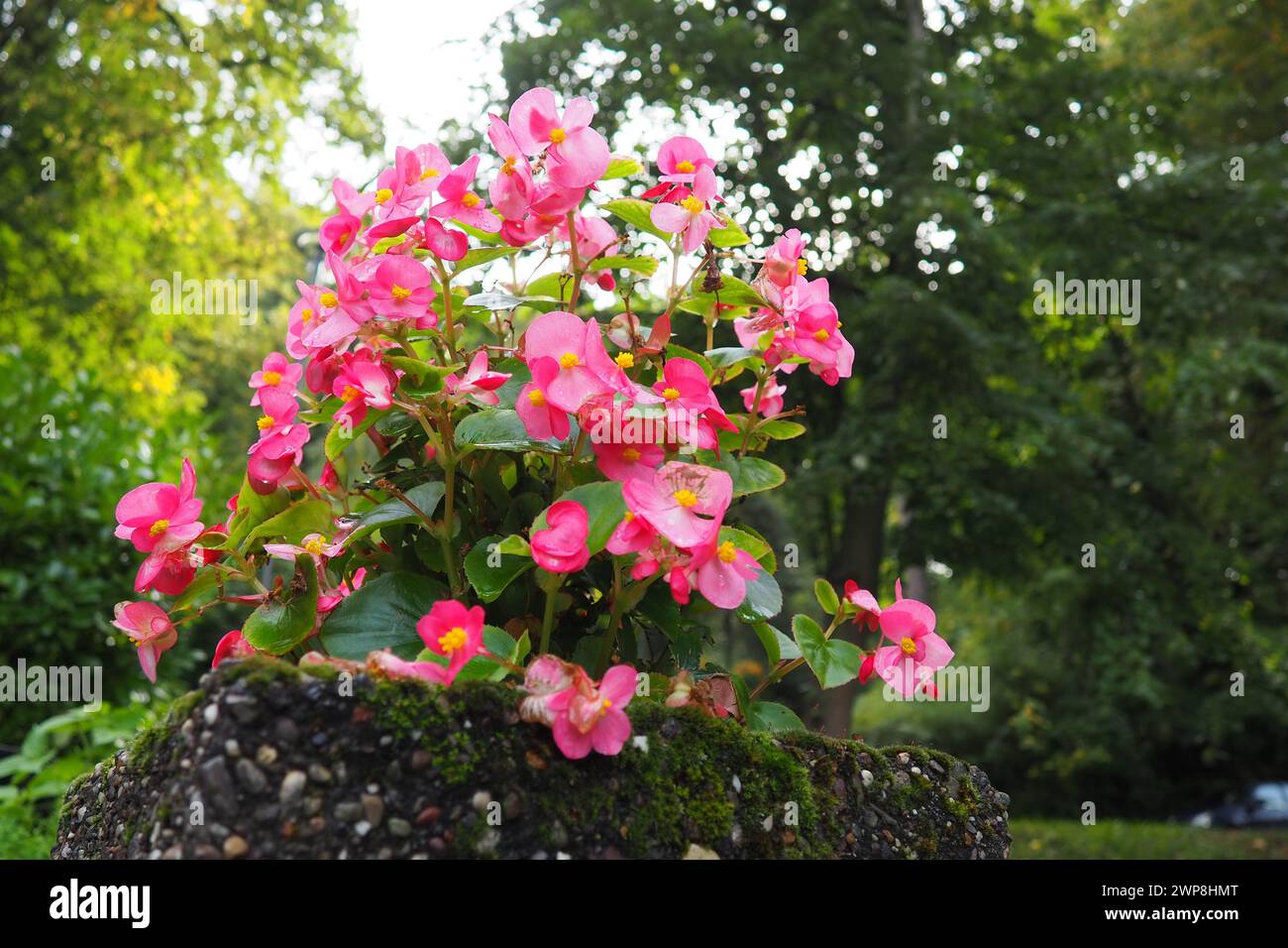 Cera rosa rossa begonia o Begonia semperflorens. Begonia x semperflorens-cultorum. Impianto di lettiere nel paesaggio. Massaggiarsi in letti, bordi e come un Foto Stock