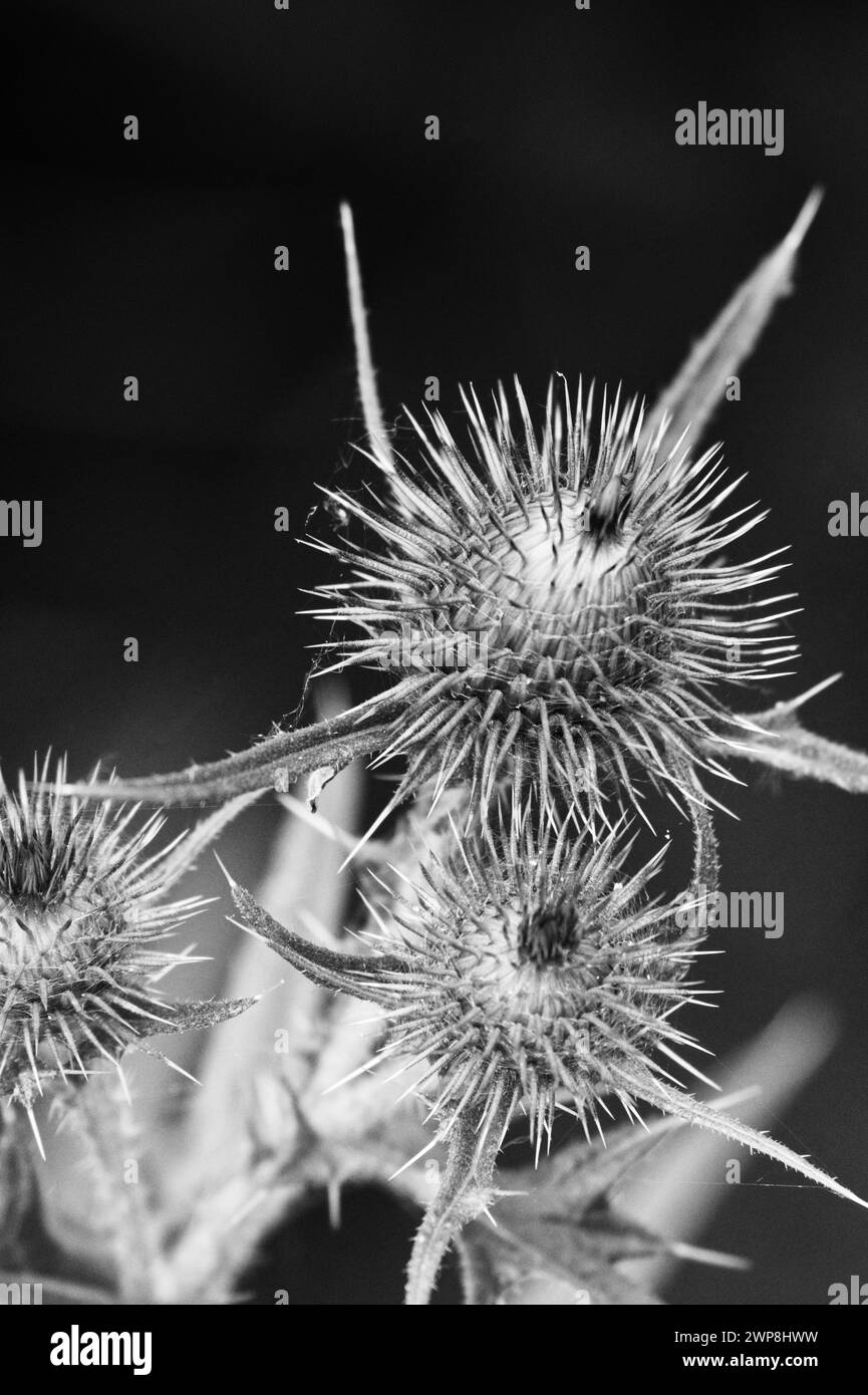 primo piano bianco e nero di una foglia mendicante bottoni arctium nemoroum Foto Stock