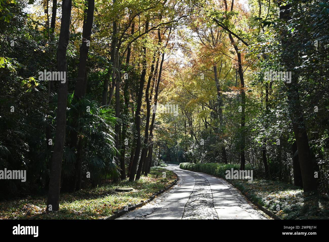 sentiero nel bosco nel soleggiato pomeriggio autunnale Foto Stock