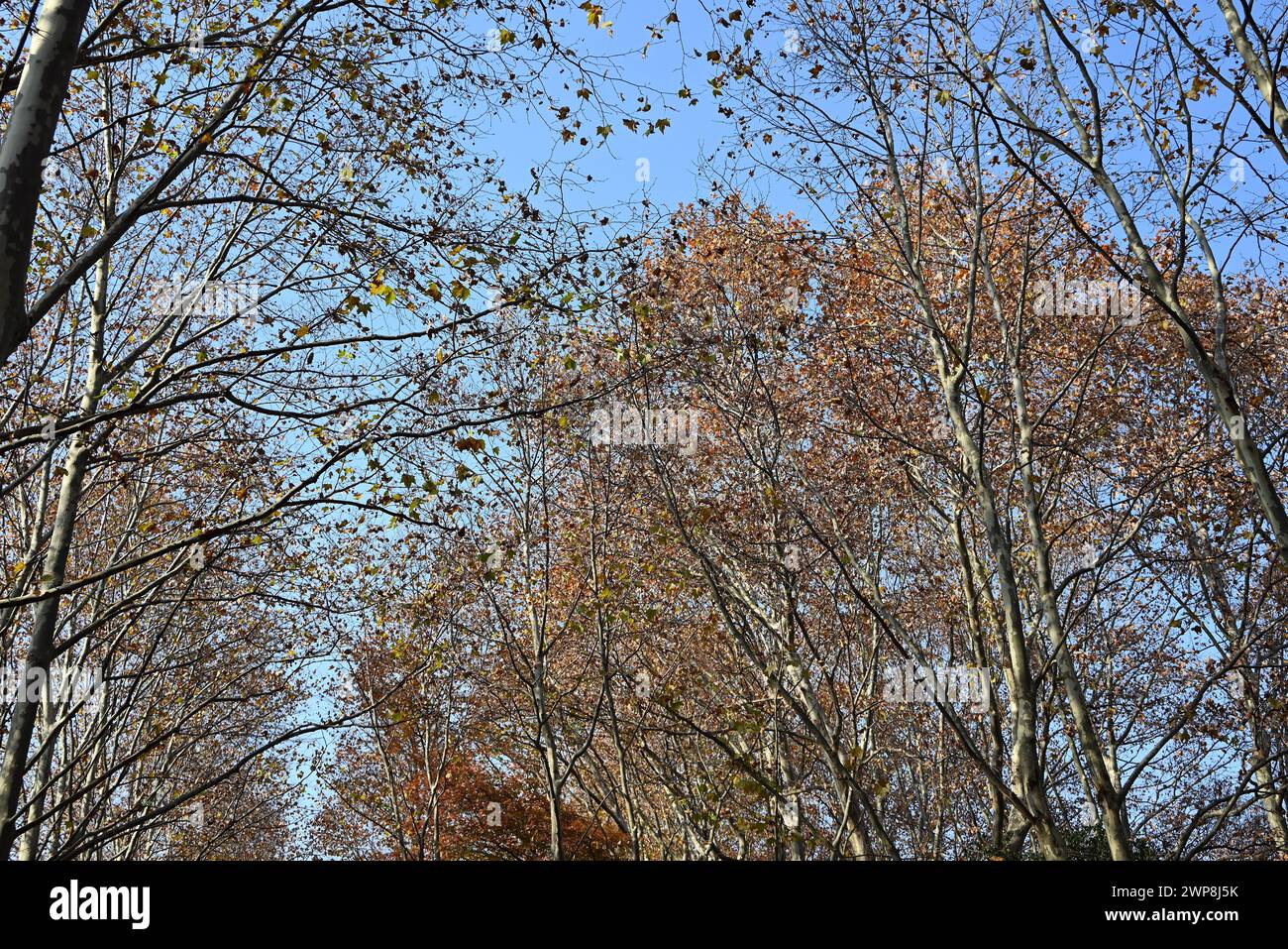 alberi con foglie colorate e cielo blu nel soleggiato pomeriggio autunnale Foto Stock