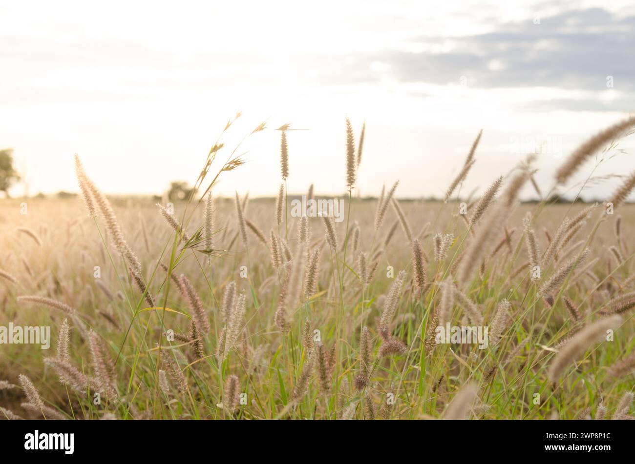 Campo di grano australiano al tramonto Foto Stock