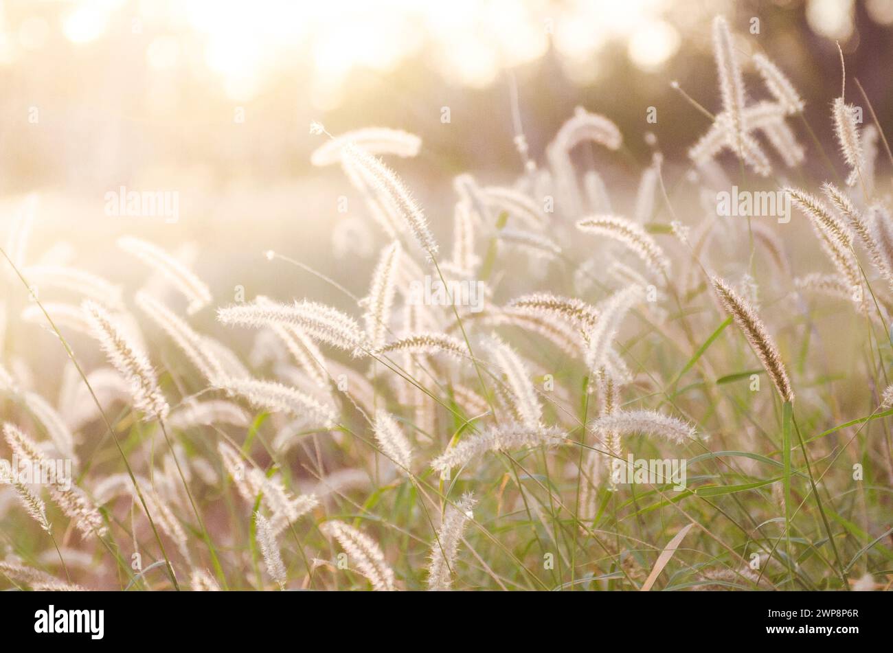 Campo di grano australiano al tramonto Foto Stock