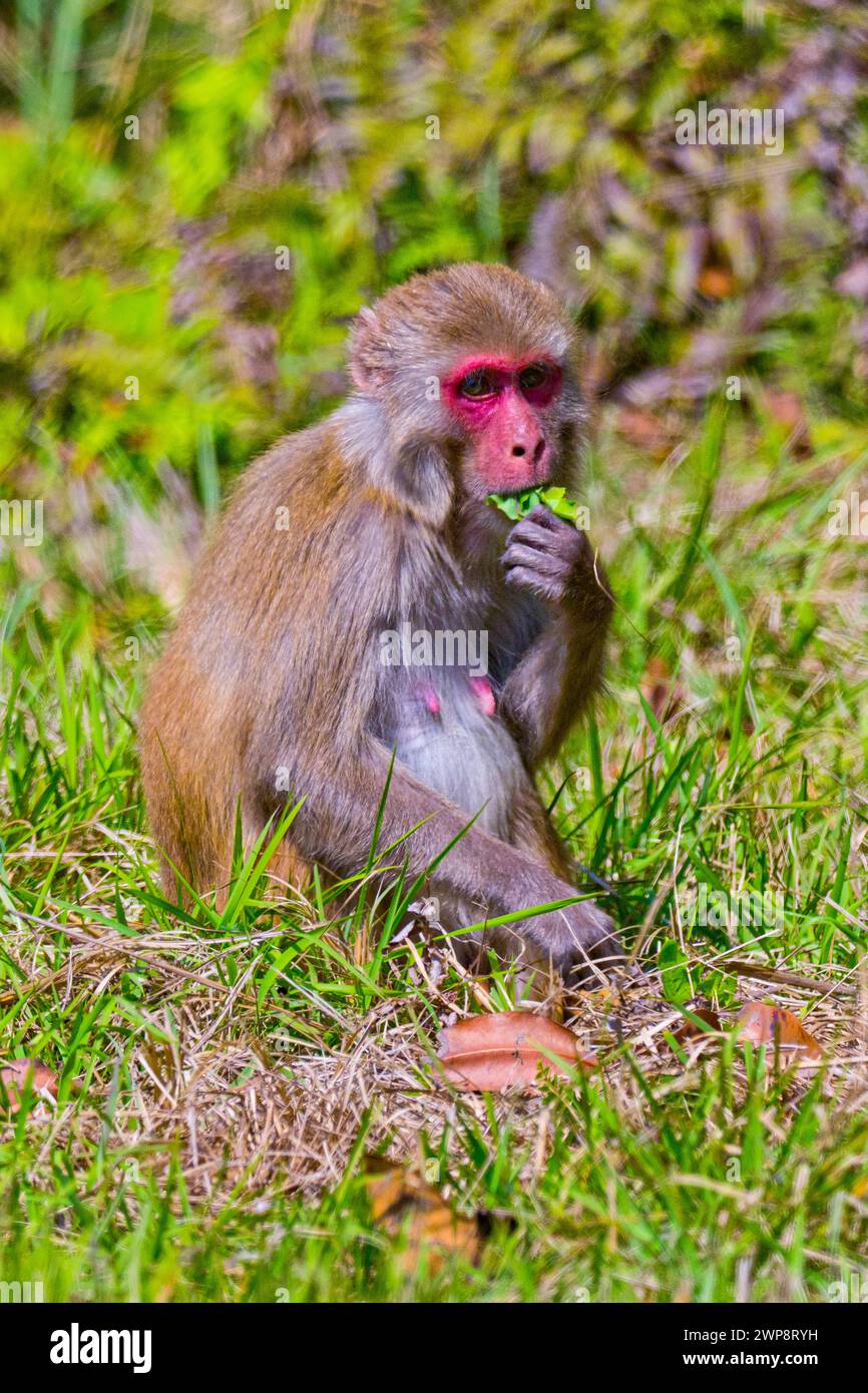 Rhesus Macaque, mulatta di Macaca, Parco Nazionale reale di Bardia, Parco Nazionale di Bardiya, Nepal, Asia Foto Stock