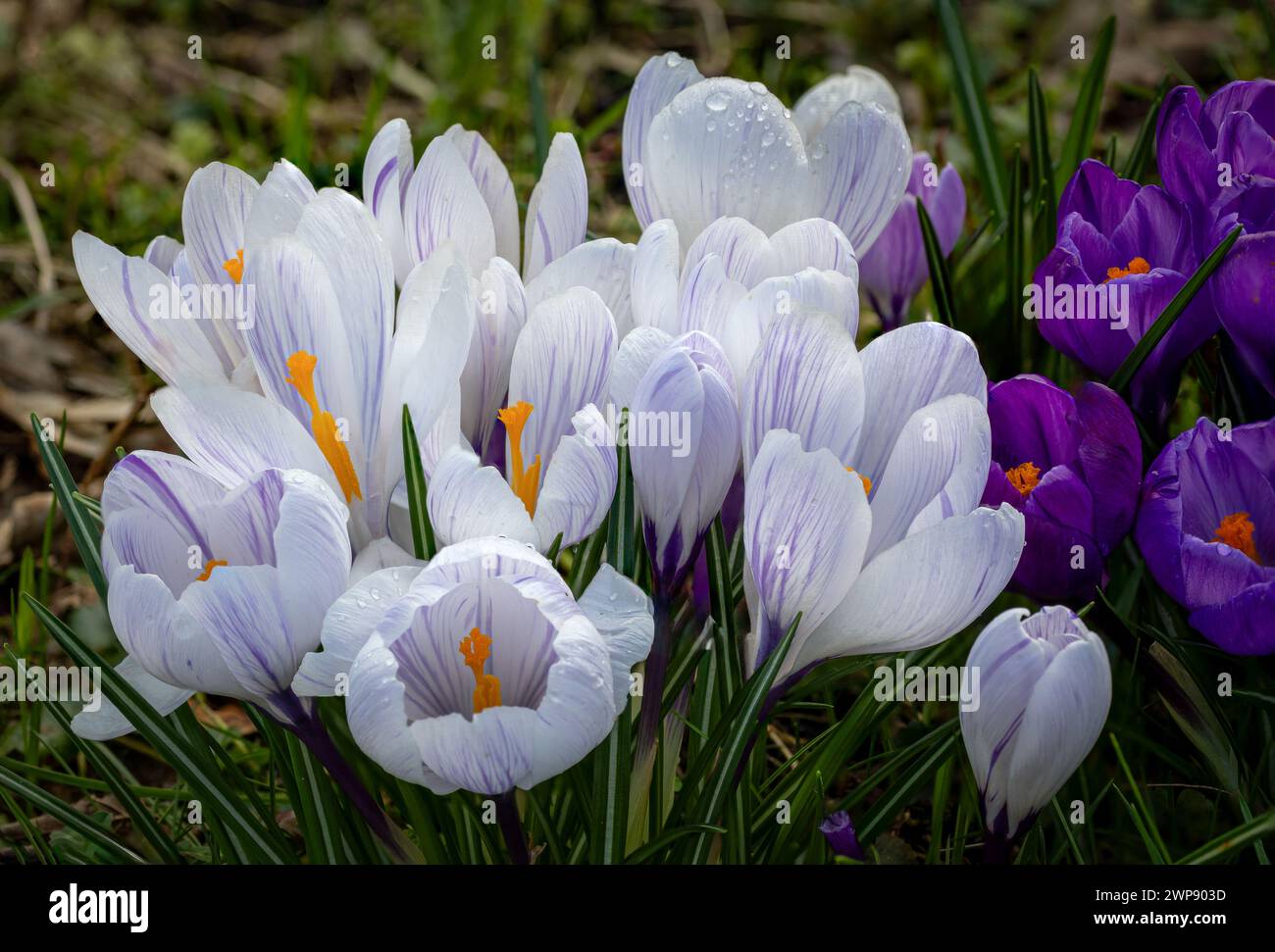 Foto macro dei crochi che fioriscono molto presto in primavera tra l'erba nei colori bianco e viola, Paesi Bassi Foto Stock