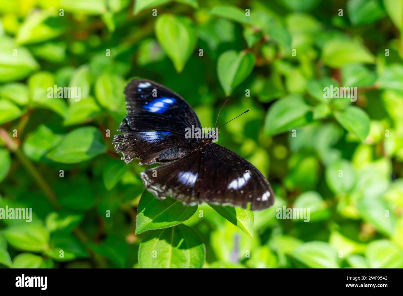 Una grande farfalla nera con fiori di macchia blu si trova sulle foglie di un albero di giungla esotica foresta pluviale tropicale. Foto Stock