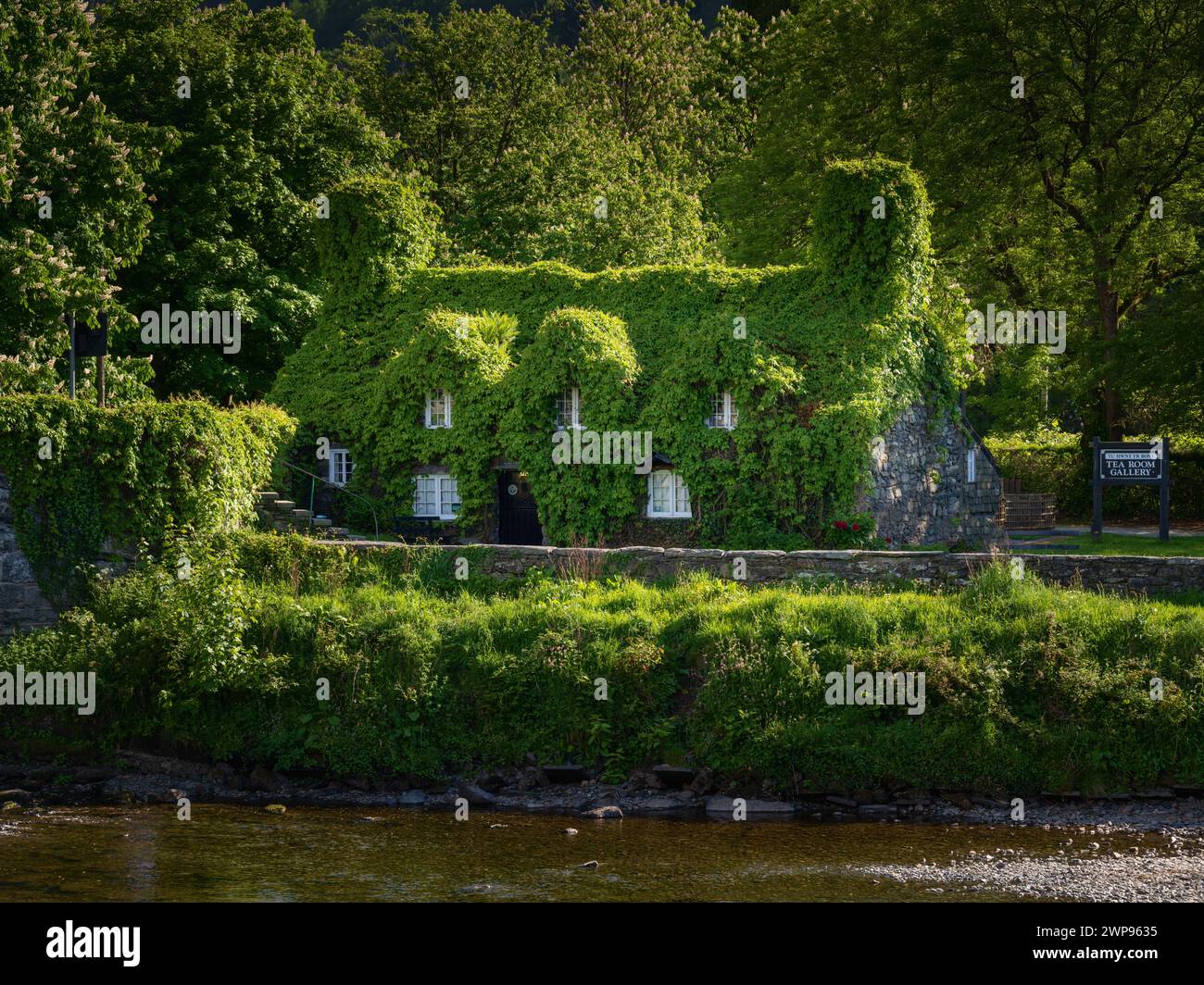 Una vista pittoresca di Tu Hwnt i'r Bont, un cottage storico del XV secolo completamente ricoperto di lussureggiante edera verde accanto al fiume a Llanrwst, Galles Foto Stock