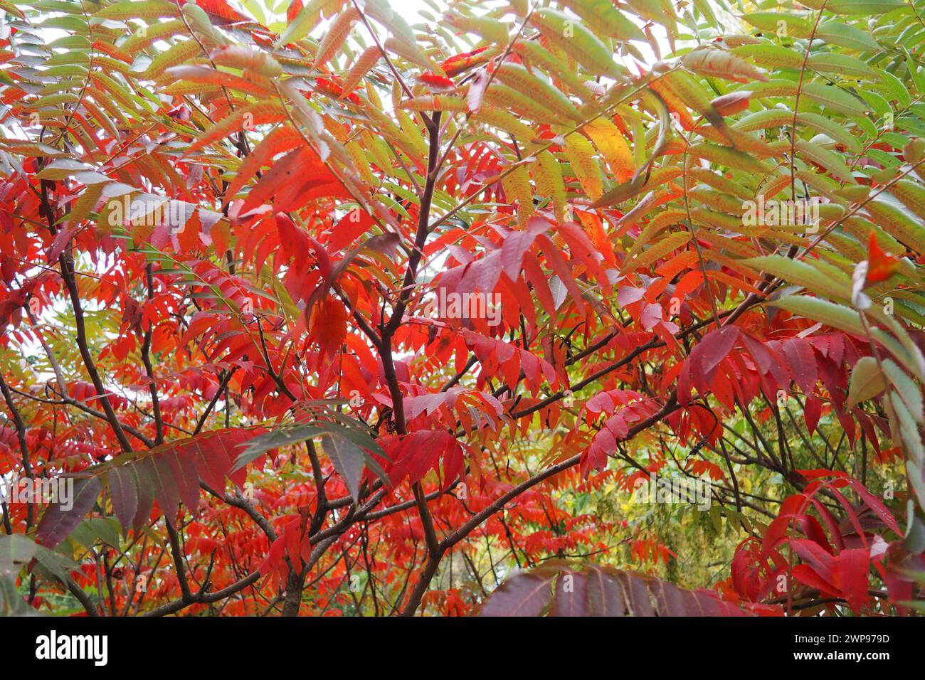 Sumac Rhus è un genere di piante che unisce circa 250 specie di arbusti e piccoli alberi della famiglia Anacardiaceae Anacardiaceae. Colorazione autunnale Foto Stock