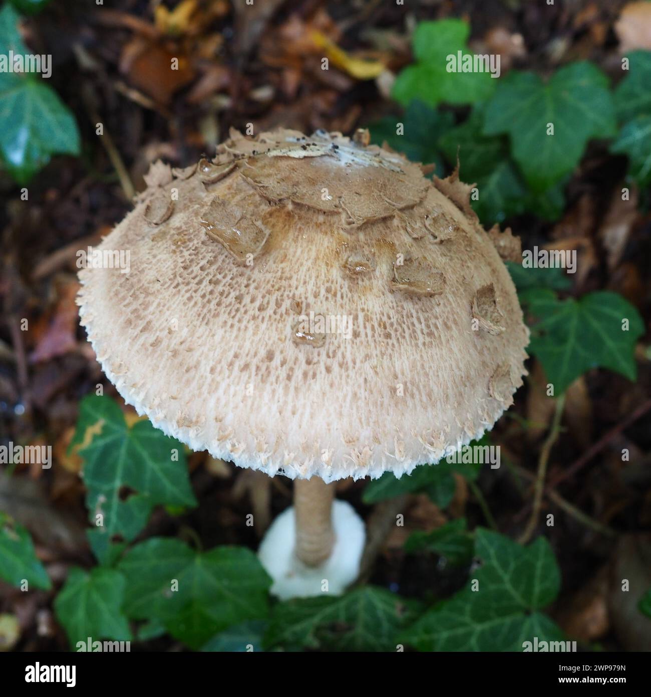 Il fungo Parasol Macrolepiota procera è una specie di funghi della famiglia dei champignon. I corpi di frutta sono a forma di cappuccio, centrali. Saprotroph, cresce Foto Stock