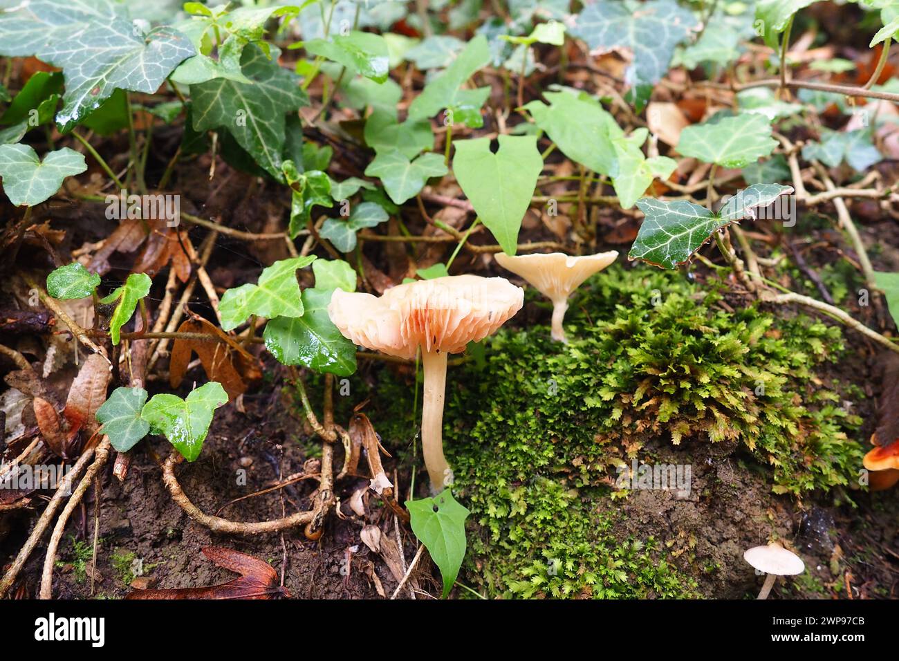 Funghi lamellari, funghi superiori basidici con un imenoforo lamellare. Corpi fruttiferi annuali, carnosi, imenoforo sul lato inferiore del cappello, radialmente Foto Stock