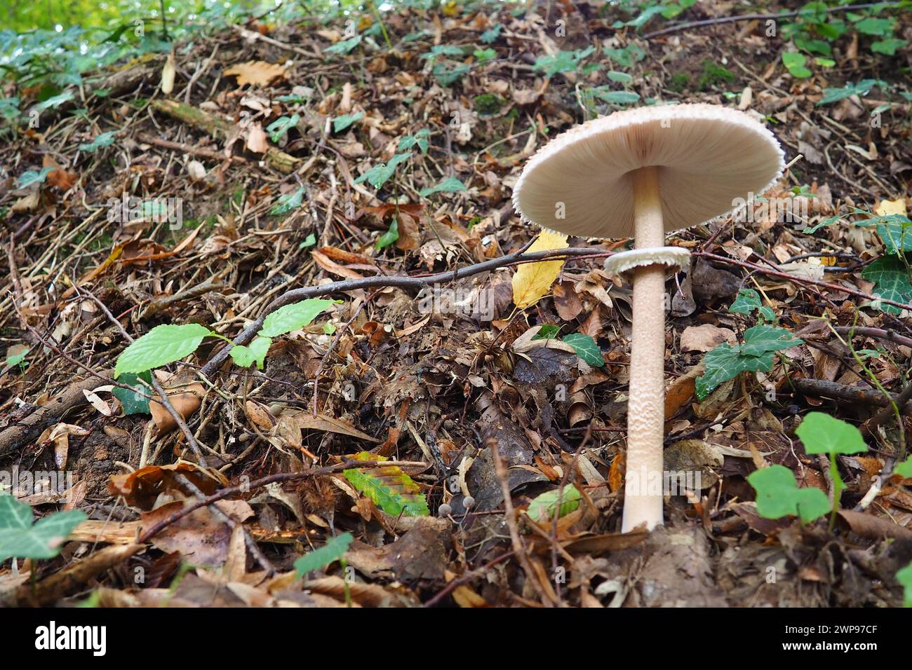 Il fungo Parasol Macrolepiota procera è una specie di funghi della famiglia dei champignon. I corpi di frutta sono a forma di cappuccio, centrali. Saprotroph, cresce Foto Stock