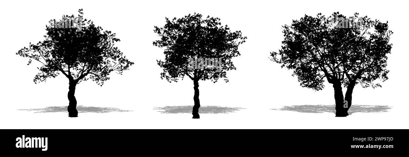 Set o collezione di olivi europei con una silhouette nera su sfondo bianco. Illustrazione concettuale o concettuale 3D per natura, pianeta, ecologia Foto Stock