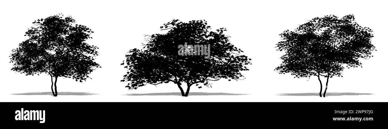 Set o raccolta di alberi di Dogwood fiorenti come una silhouette nera su sfondo bianco. Illustrazione concettuale o concettuale 3D per natura, pianeta, ecol Foto Stock