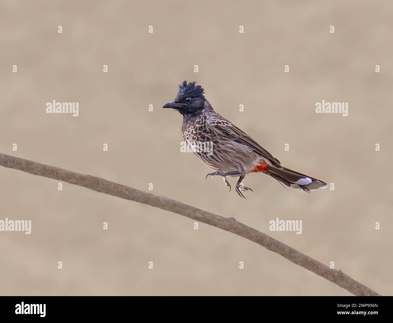 Bulbul con sfiato rosso, Pycnonotus cafer, saltando su un ramoscello, questa specie di uccelli asiatici è una specie aliena invasiva che si diffonde nelle Isole Canarie Fuerteventura Foto Stock