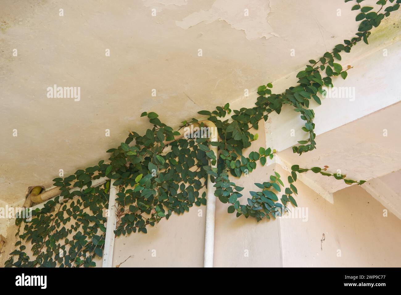 fico strisciante o fico arrampicante che ricopre pareti di cemento, ficus pumila, superfici di arrampicata ornamentali sempreverdi vigorose e in rapida crescita Foto Stock