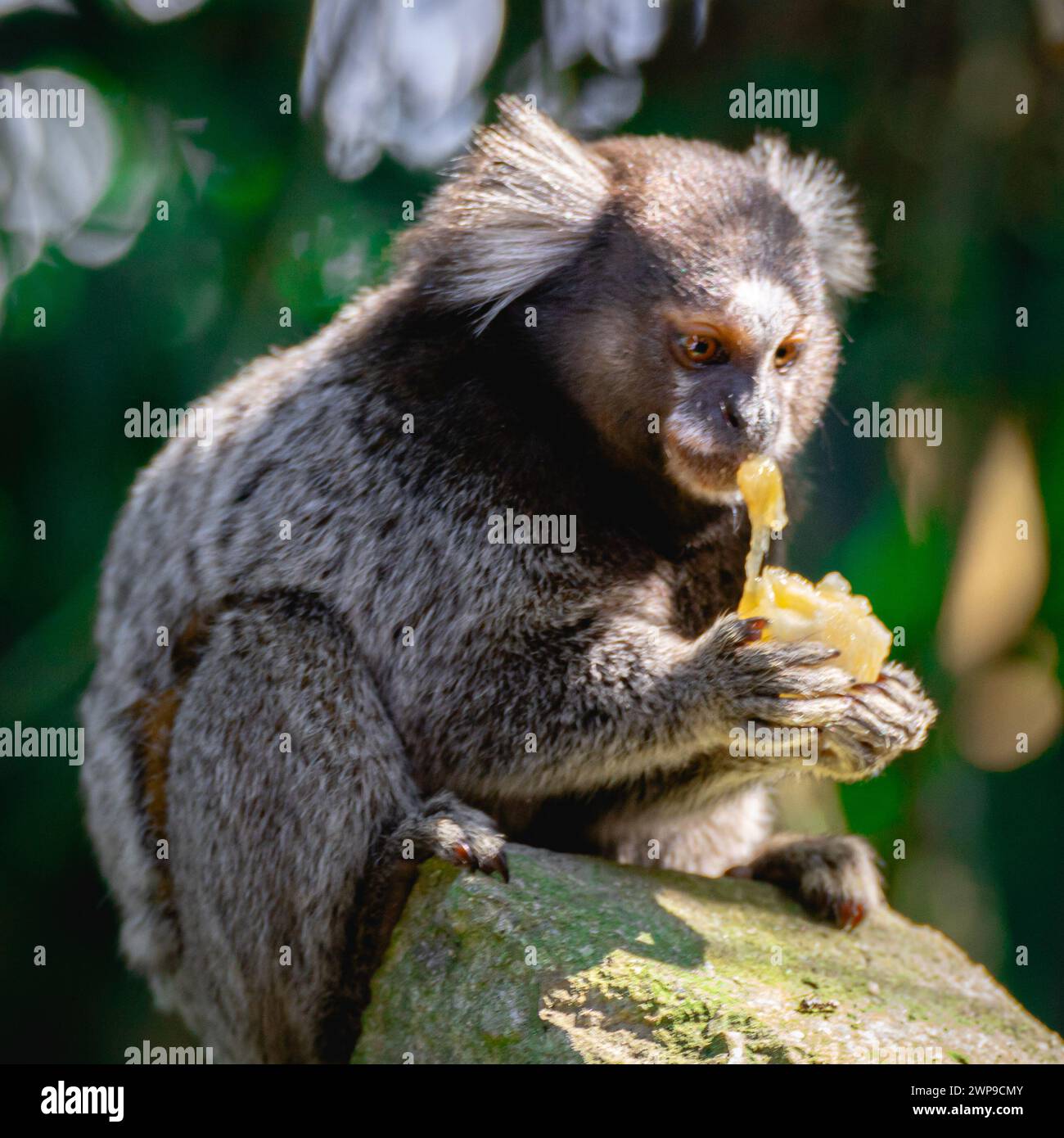 Scimmia Sagui nella natura selvaggia mangiando un pezzo di banana, nella campagna di São Paolo in Brasile. Foto Stock