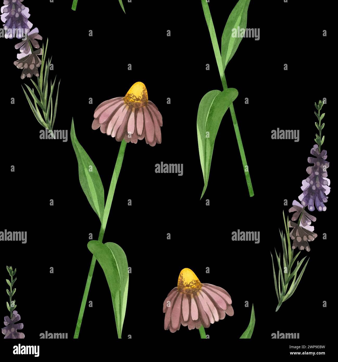 Motivo acquerello. Prato e fiori echinacea, pianta di erica disegnata a mano in acquerello su sfondo nero. Adatto per la stampa Foto Stock