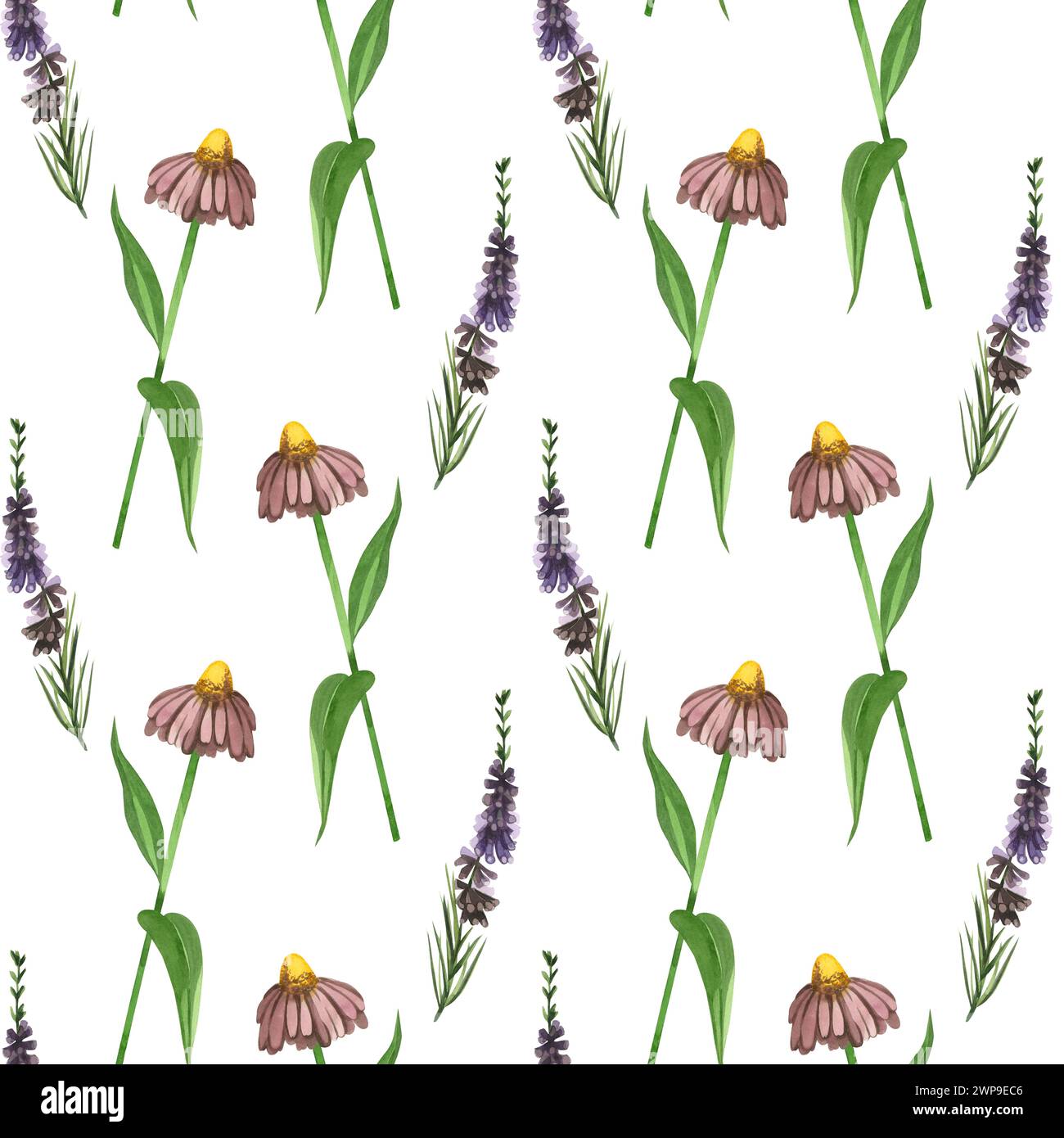 Motivo acquerello. Prato e fiori echinacea, pianta di erica disegnata a mano in acquerello su sfondo bianco. Adatto per la stampa Foto Stock