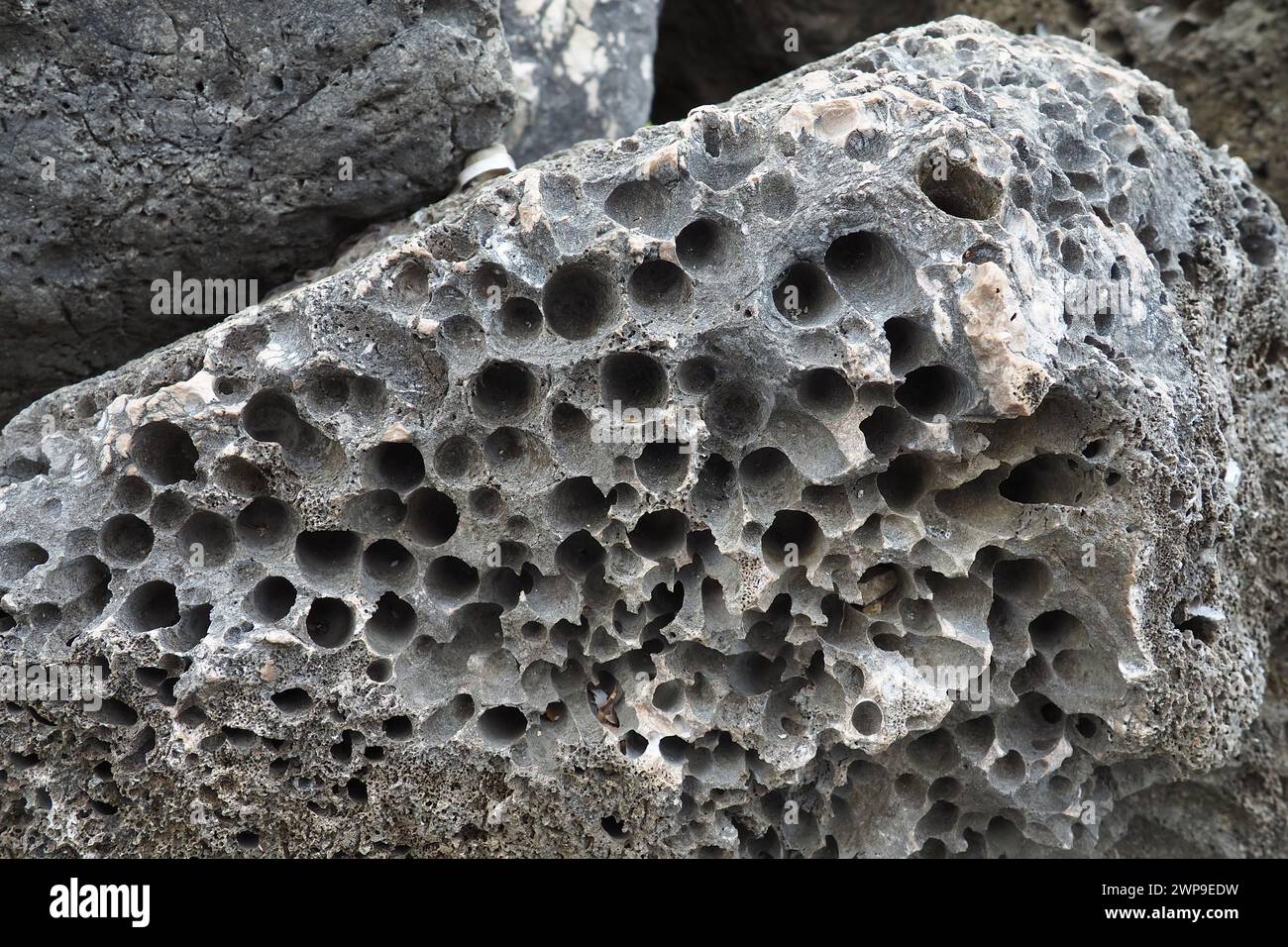 Pietre vulcaniche. Materiale in pietra porosa, arioso e sfuso, cellulare spugnoso. Primo piano di roccia vicino a Meljine, Herceg Novi, Montenegro. Buchi nella lava solidificata. Grigio Foto Stock