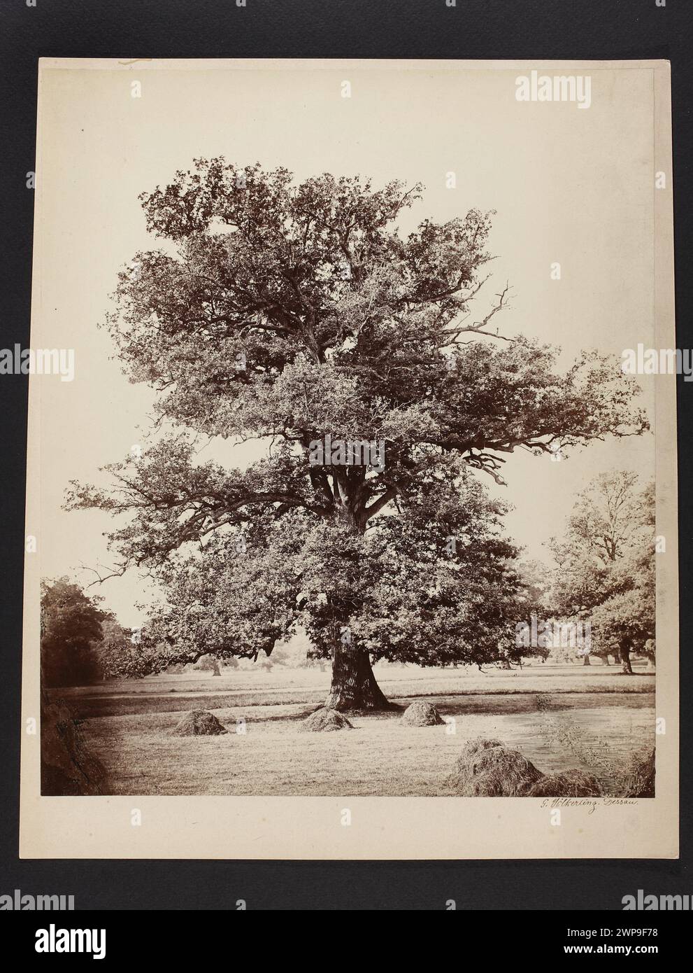 Una fotografia del 1860 di Gerd Völkerling che mostra alberi di quercia e paesaggi, conservata nella collezione di Cyprian Lachnicki, che documenta paesaggi naturali con dettagli di provenienza. Foto Stock