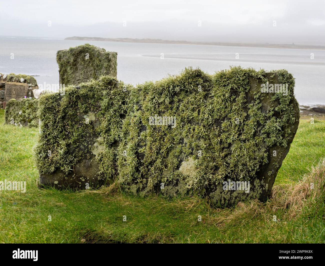 Muschio di renna su vecchie tombe accanto alla Kilnave Chapel sul Loch Gruinart, Islay, Scozia, Regno Unito, che fu costruito intorno alla fine degli anni '1300 Foto Stock