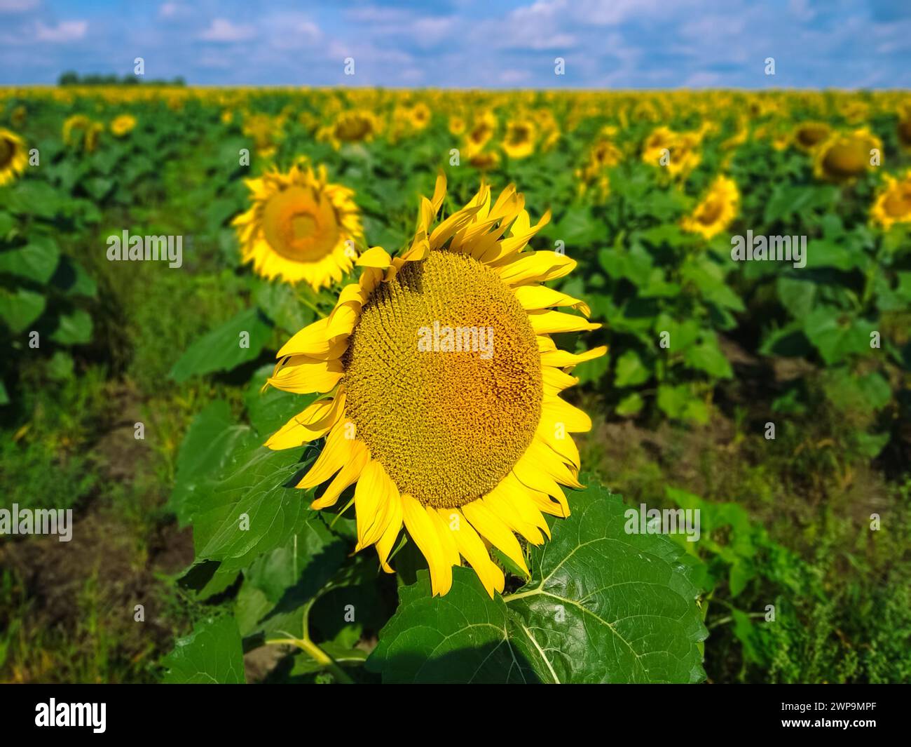 Primo piano girasole giallo in un campo di girasoli con foglie verdi Foto Stock