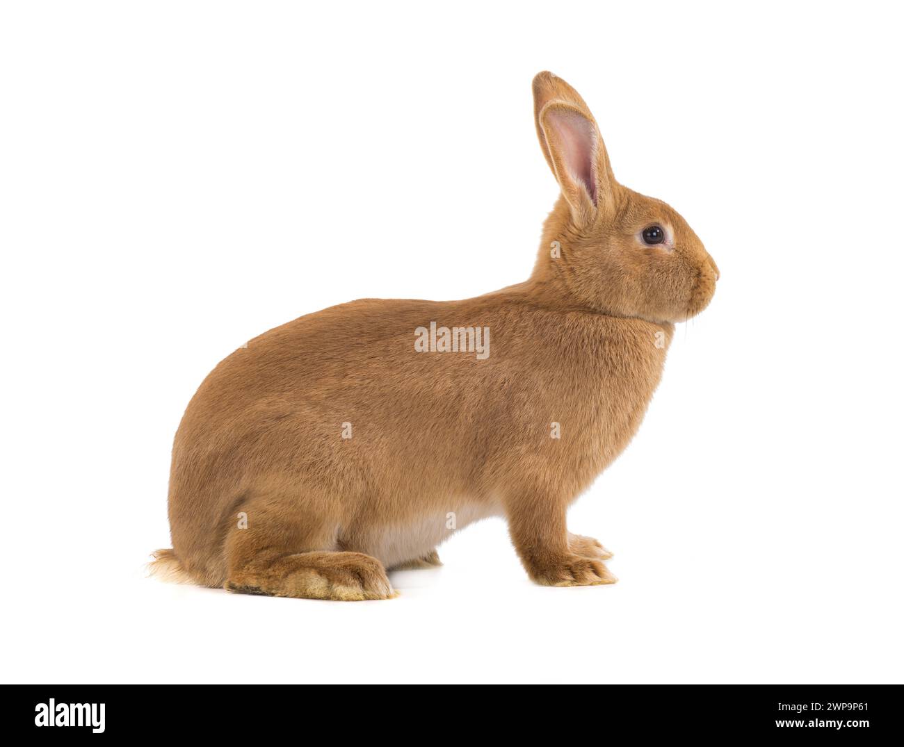 brown rabbit isolato su sfondo bianco (sei mesi) girato in studio Foto Stock