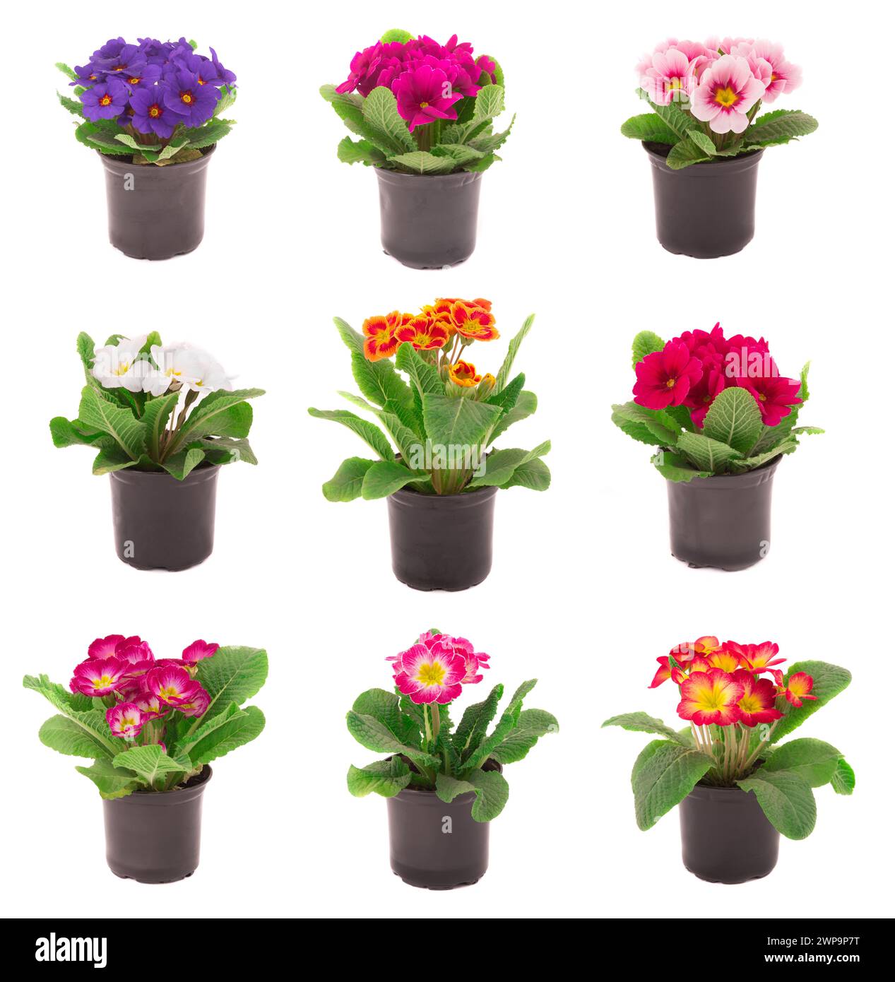 la primula del collage in una pentola isolata su sfondo bianco Foto Stock