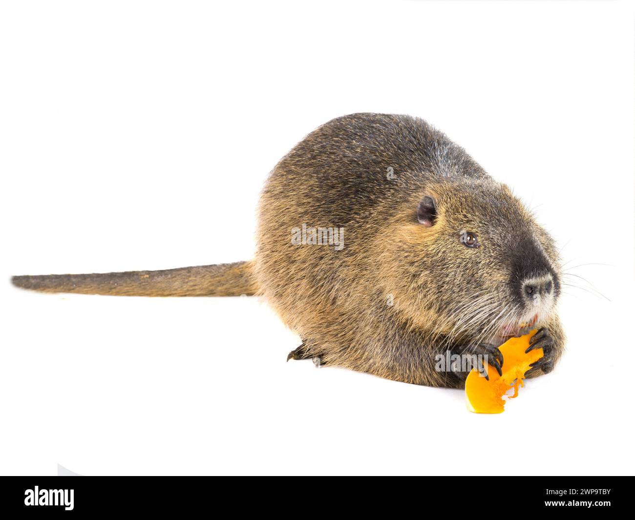 Mangia la zucca coypu (Myocastor coypus), anche nota come ratto di fiume o nutria animale mammifero isolato su sfondo bianco Foto Stock