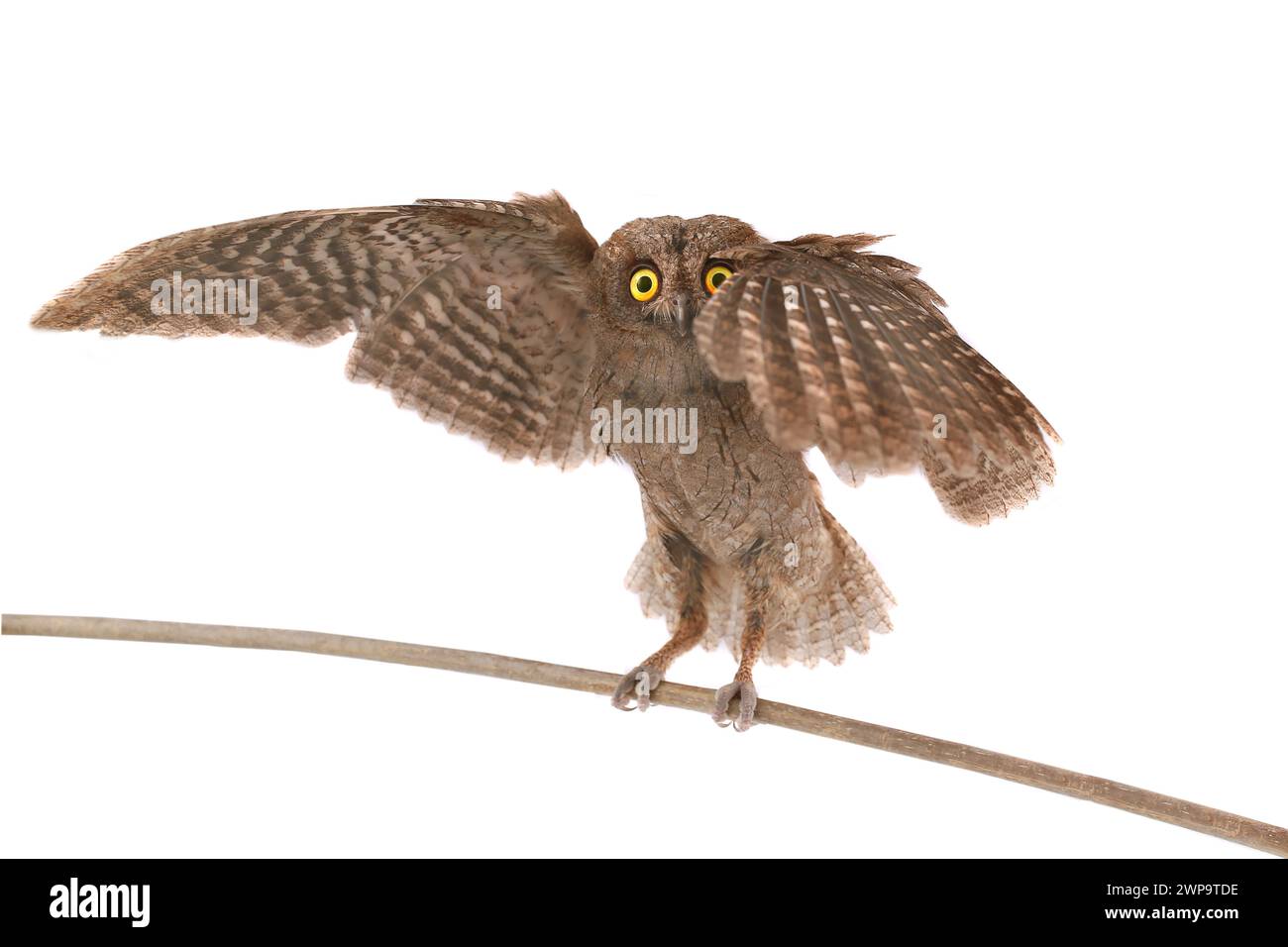 I beccucci europei di volo sono dotati di gufo su sfondo bianco Foto Stock