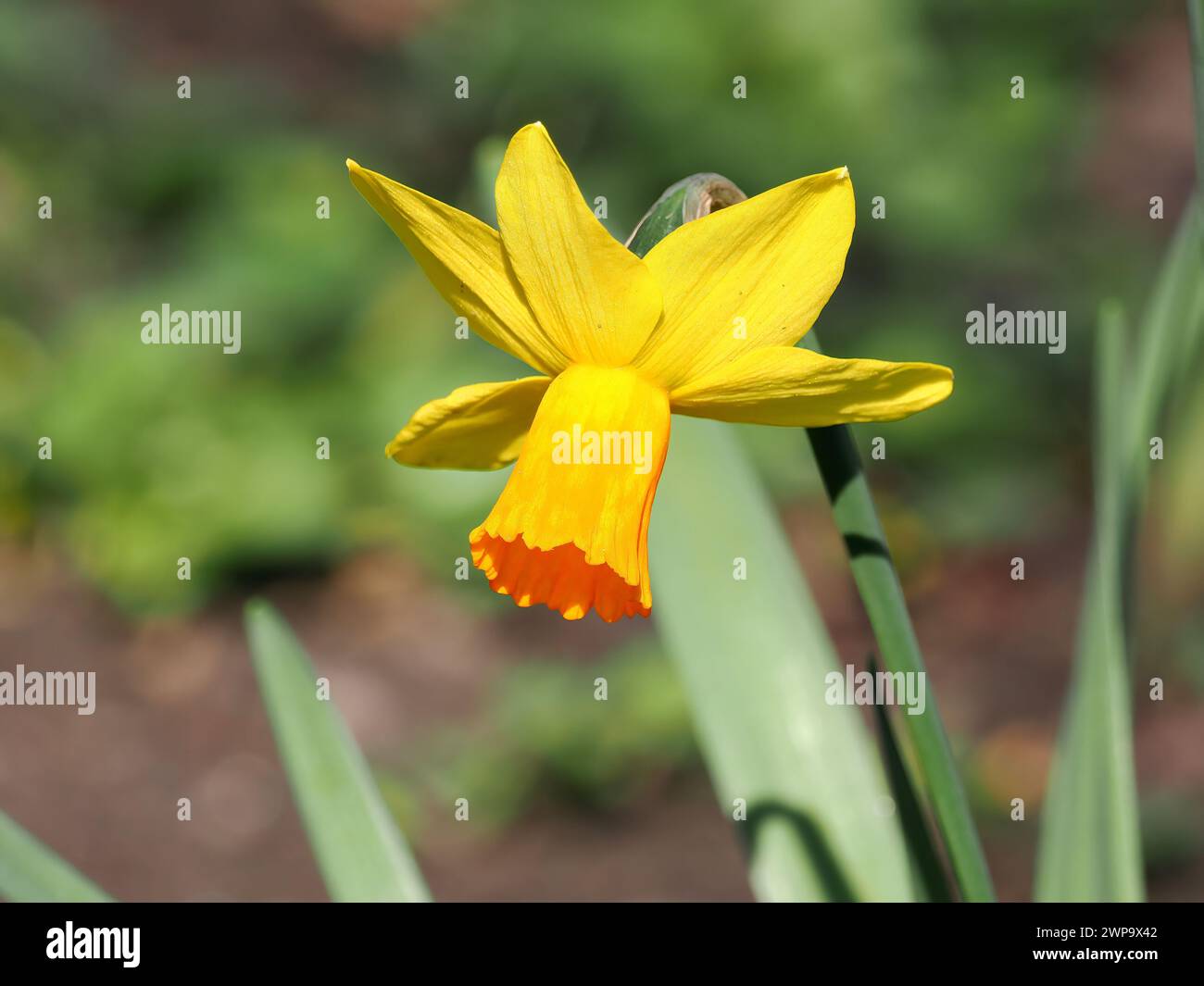 Narcidilo a fiore ciclamino, Alpenveilchen-Narzisse, narcisse nain, Narcissus cyclamineus, bókoló nárcisz, Ungheria, Magyarország, Europa Foto Stock