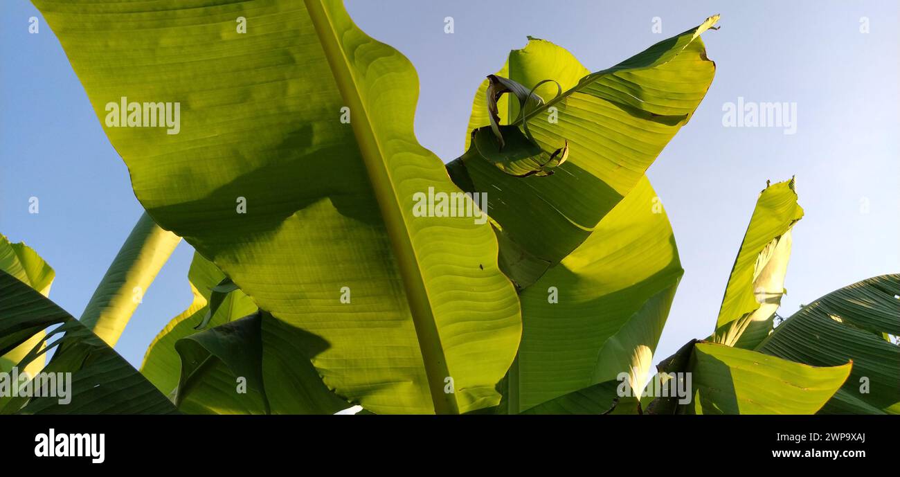 bellissime foglie verdi di banana contro il cielo blu. Motivi tropicali. Concetto di vacanza sotto le palme Foto Stock