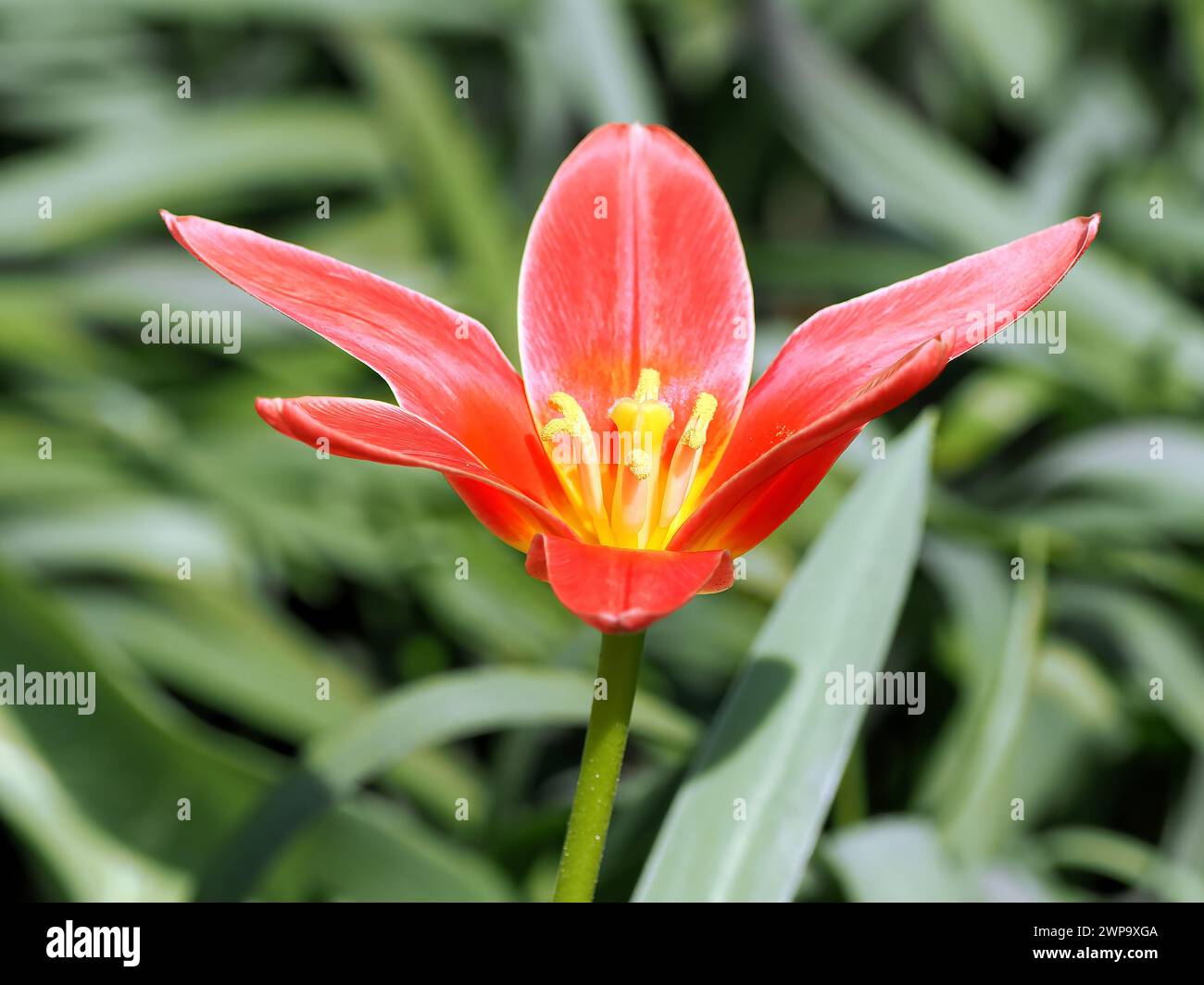 Tulipani da ninfea, Seerosen-Tulpe, Tulipe nénuphar, Tulipa kaufmanniana, Kauffmann-tulipán, Ungheria, Magyarország, Europa Foto Stock