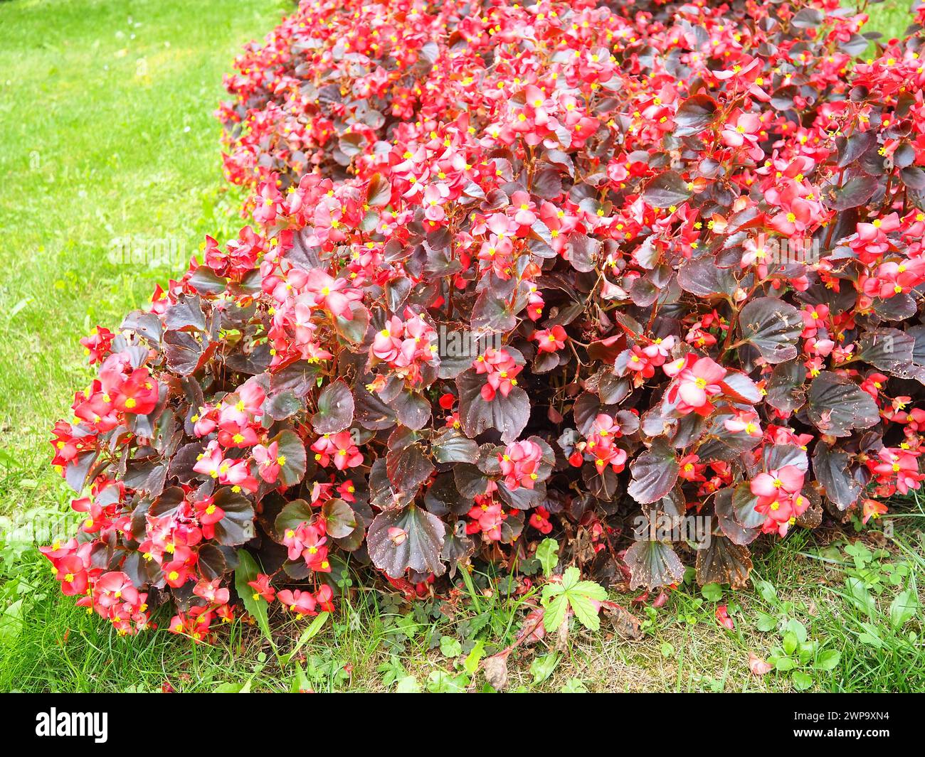 Begonia x semperflorens-cultorum. Le begonie di cera sono un membro molto popolare della famiglia delle Begoniaceae begonia, spesso utilizzate come lettiera rossa annuale Foto Stock