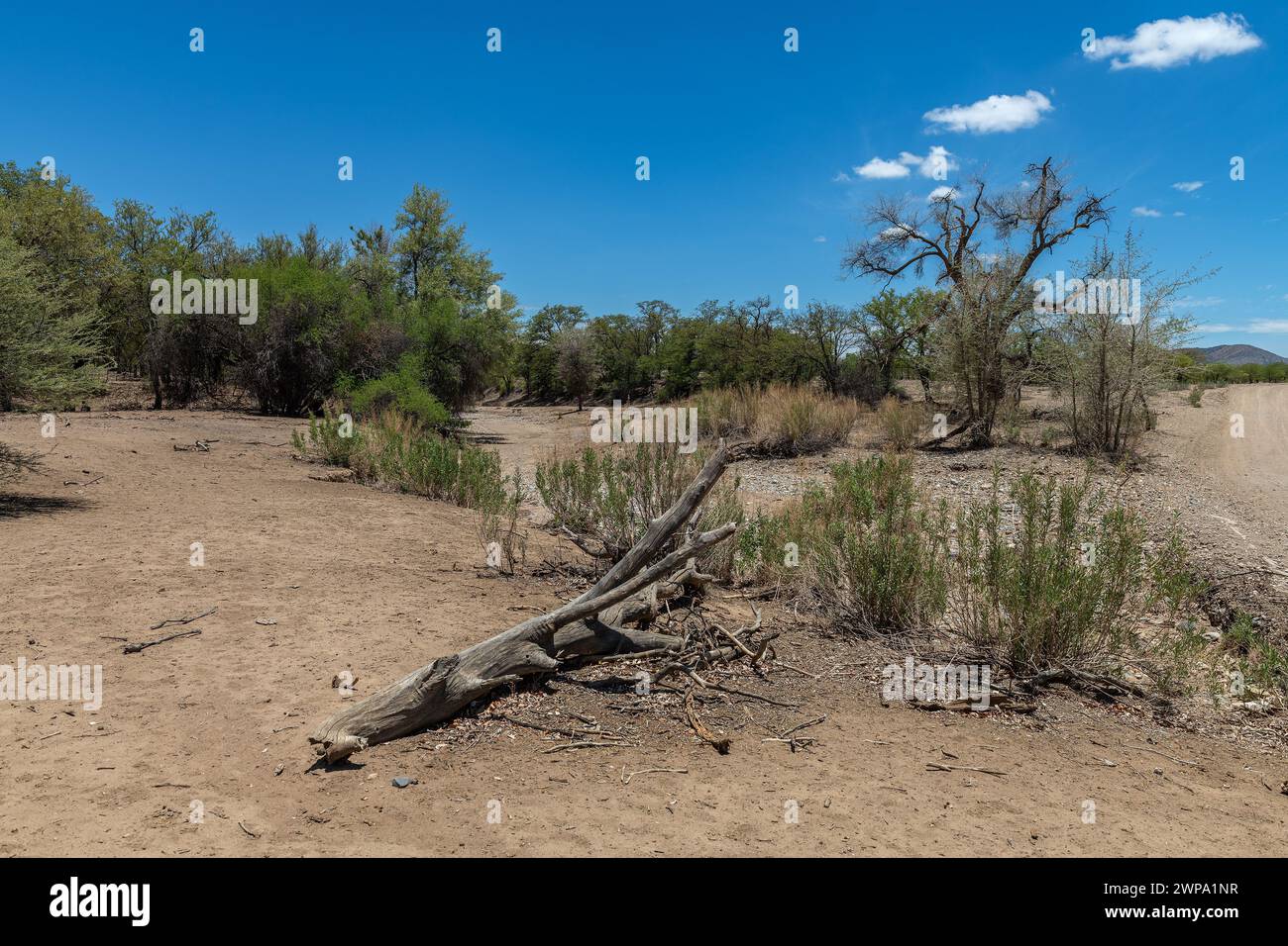 Il Dry Riverbed del fiume Ugab, Damaraland, Namibia Foto Stock