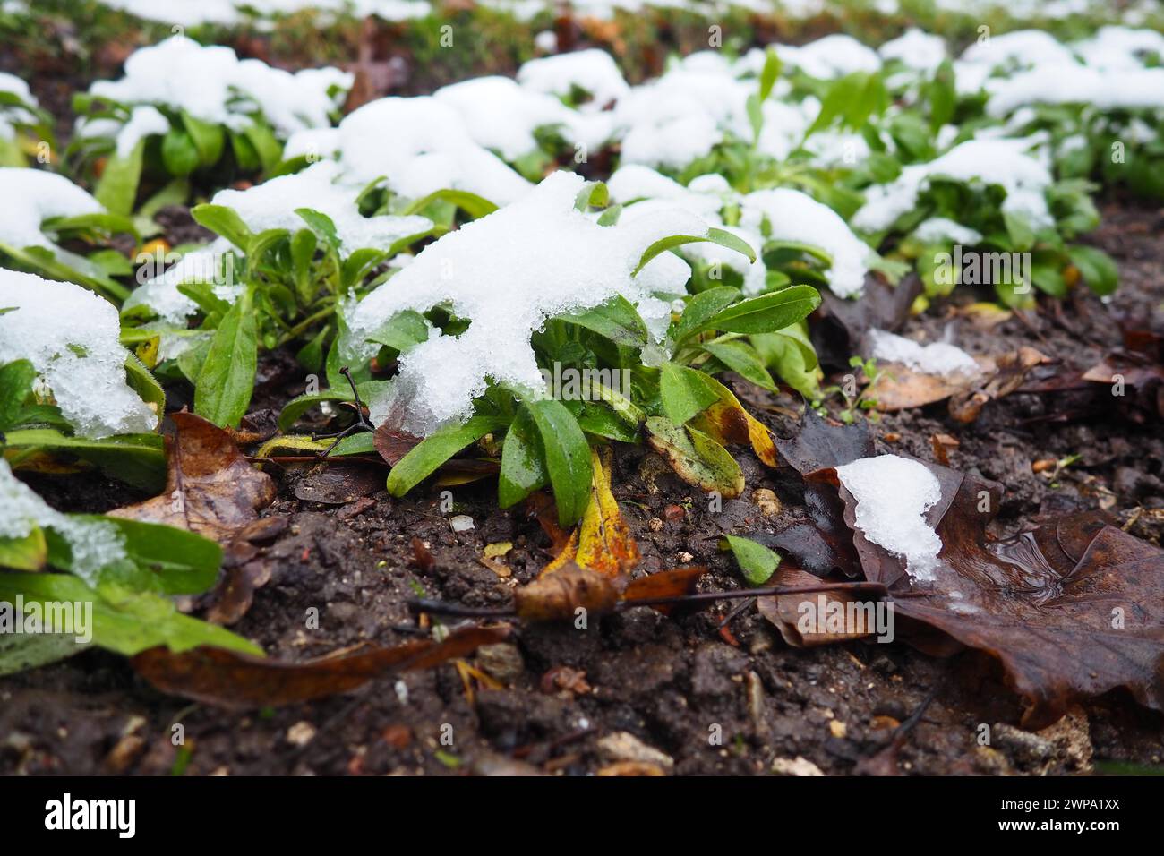 Pianta verde coltivata con foglie sotto neve fresca bianca. Nevicate nella aiuola. fiori in giardino resistenti al gelo e al freddo. Primo Foto Stock