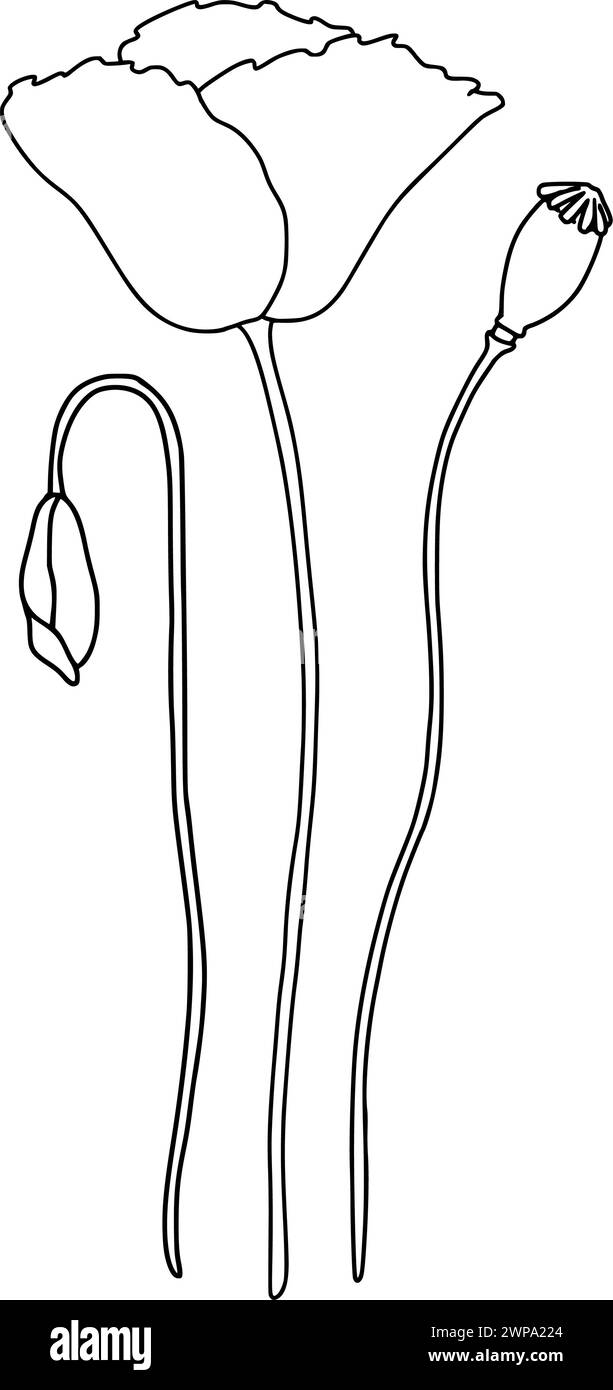 Composizione della fioritura del papavero, della scatola dei semi e del bocciolo. Illustrazione vettoriale in stile contorno. Linea nera su isolata bianca Illustrazione Vettoriale