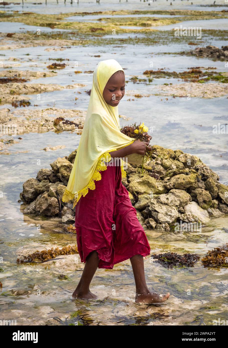 Una giovane ragazza raccoglie alghe coltivate (Eucheuma denticulatum) durante la bassa marea sulla spiaggia di Jambiani, Zanzibar, Tanzania. Foto Stock