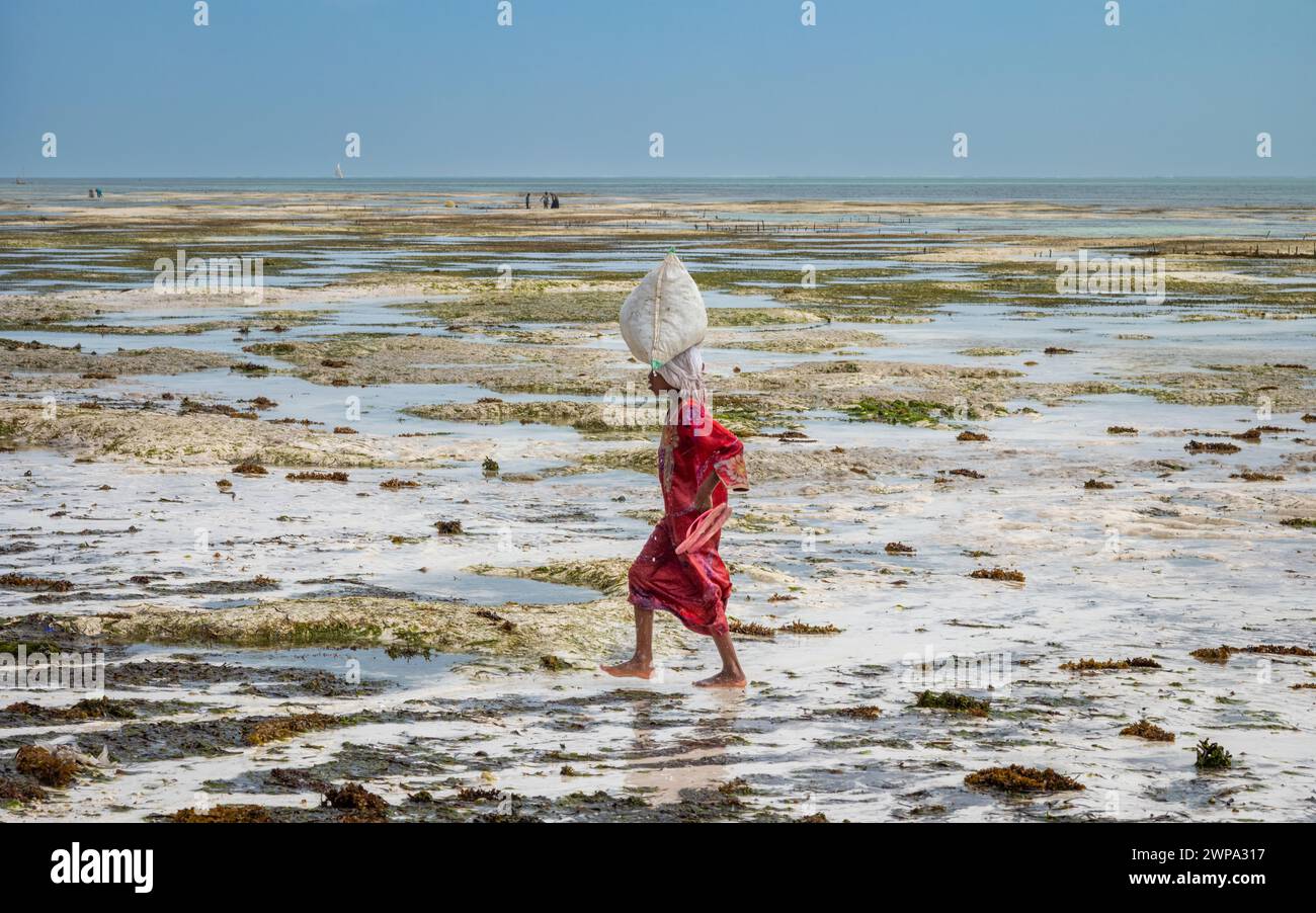 Una ragazza adolescente porta un sacco di alghe appena raccolte (Eucheuma denticulatum) sulla testa durante la bassa marea, Jambiani Beach, Zanzibar, Tanzania. Foto Stock