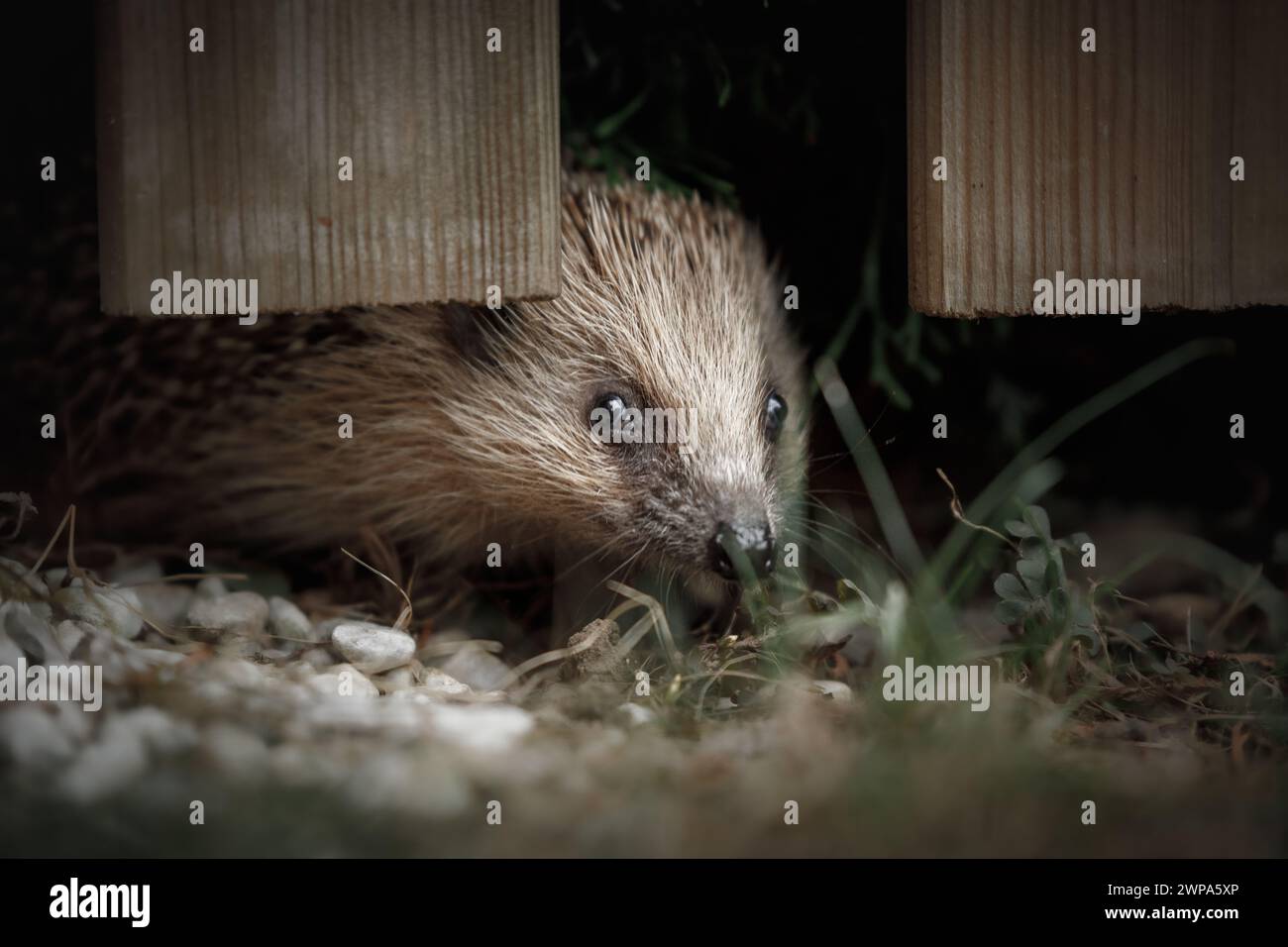 Hedgehog guarda attraverso la recinzione del giardino Foto Stock
