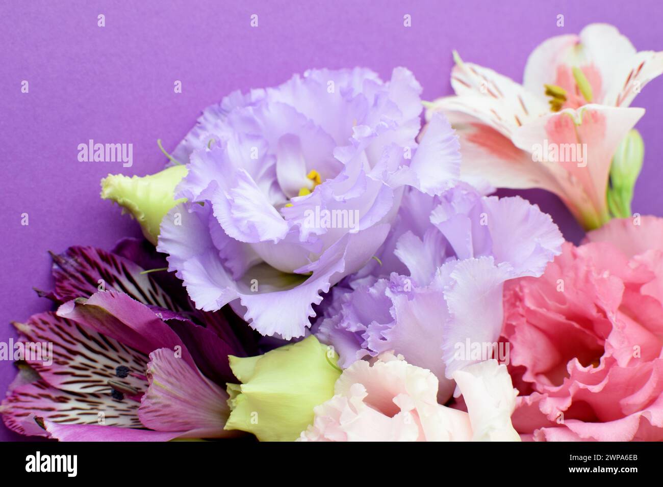 Bellissimi fiori di eustoma rosa (lisianthus) in piena fioritura con foglie di gemme. Bouquet di fiori su sfondo lilla. Foto Stock