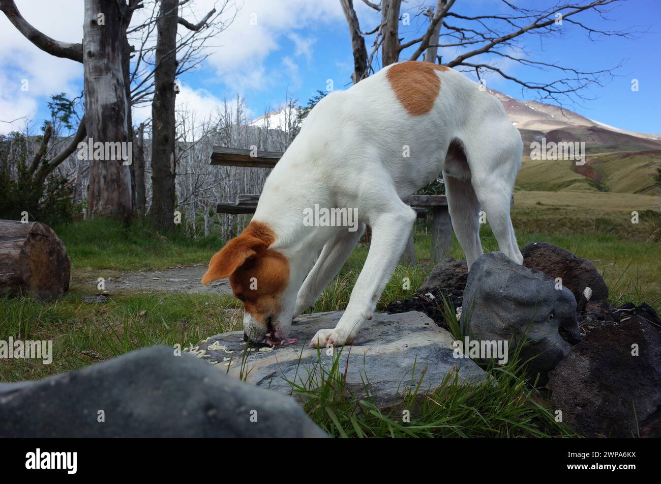 Il cane affamato lecca avidamente gli spaghetti dalla pietra all'aperto, arcandogli la schiena, questo cane famoso per aver seguito gli escursionisti fino al cratere volcan Puyehue e ritorno, Rif Foto Stock