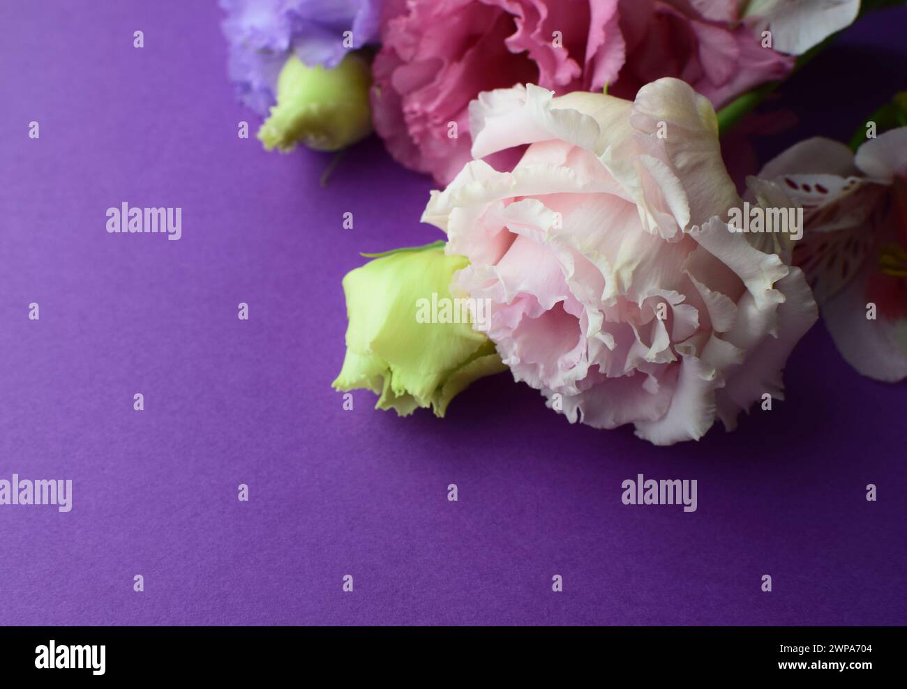 Bella rosa eustoma fiori (lisianthus) in piena fioritura con germogli foglie. Bouquet di fiori su sfondo lilla. Spazio di copia Foto Stock
