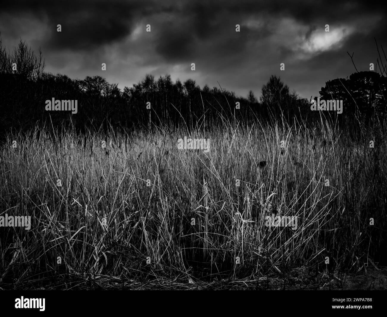 Foto in bianco e nero dell'erba comune del parco di Southampton nel vento in una giornata di pioggia Foto Stock