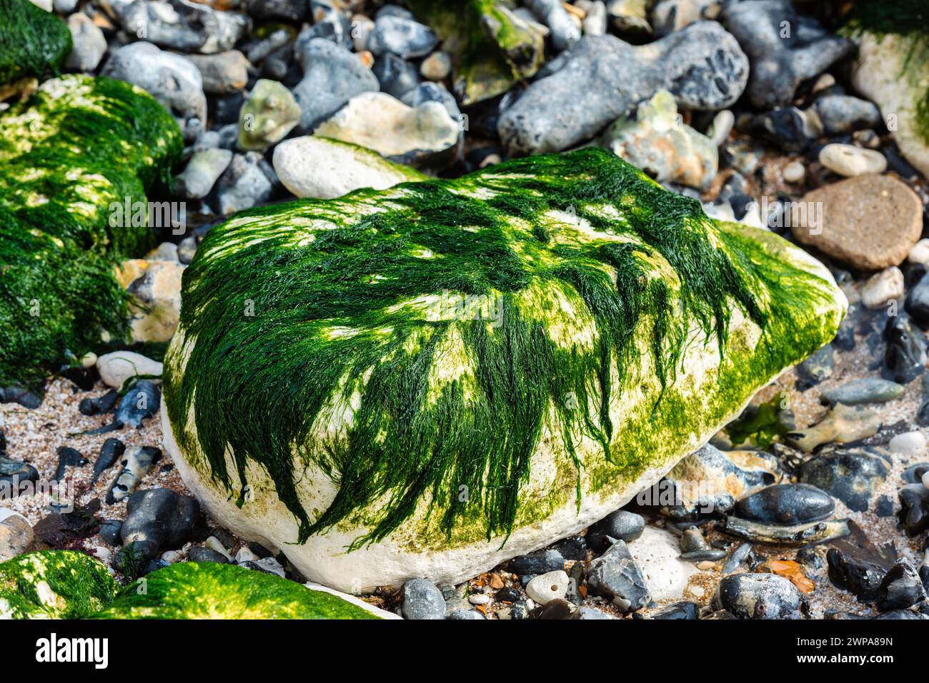 Roccia coperta di alghe sulla spiaggia appena fuori Broadstairs nel Kent, Inghilterra Foto Stock