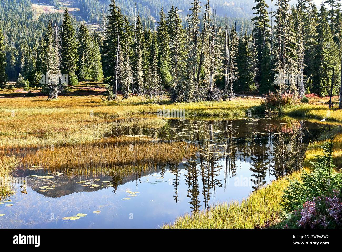 Autunno in un prato alpino, erbe dorate essiccate e riflessi di alberi di conifere in un piccolo lago. Foto Stock