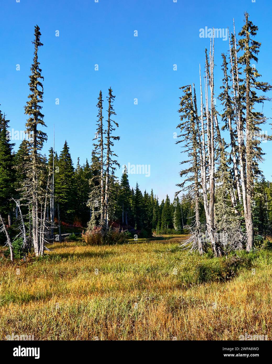 Alberi morenti tra le erbe dorate di un prato alpino in una brillante giornata di autunno con fitte conifere sullo sfondo. Foto Stock