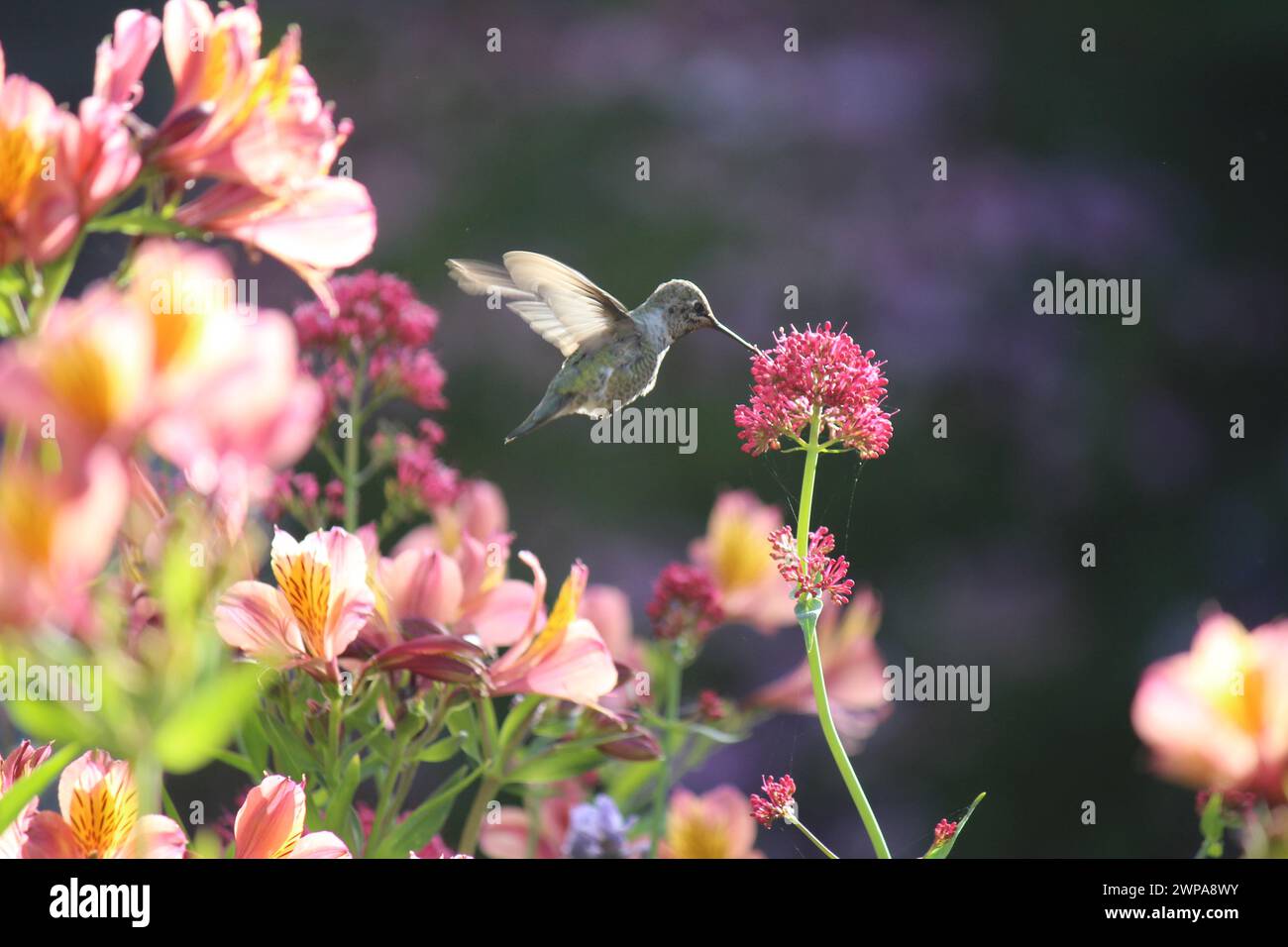 Colibrì californiano con Valeriano Rosso e Alstromeria Foto Stock
