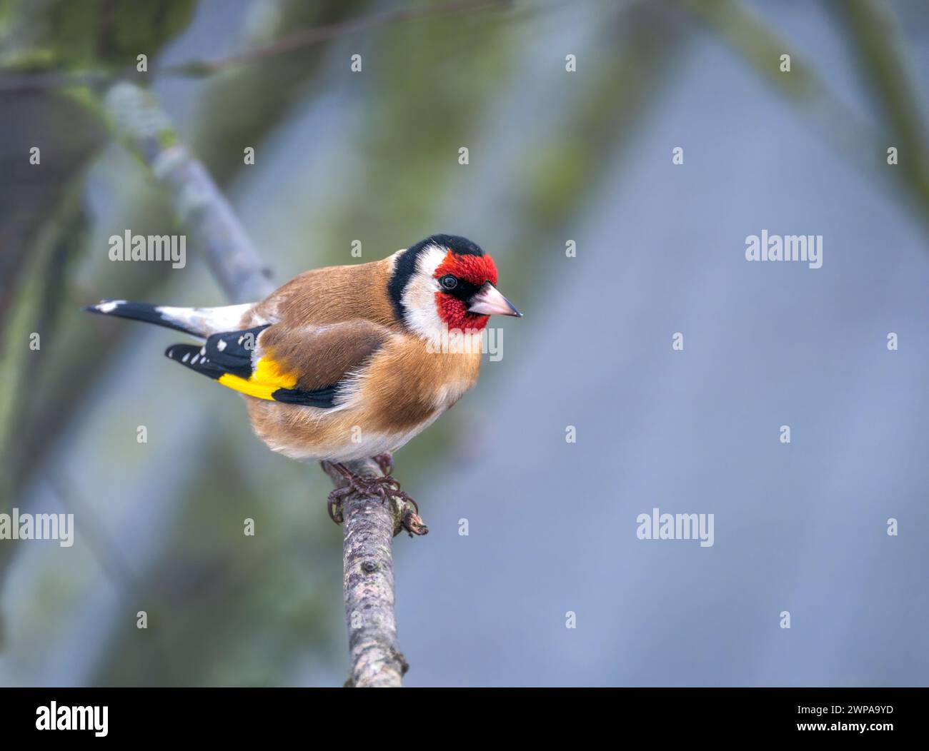 Primo piano di un goldfinch europeo appollaiato sul ramo di un albero Foto Stock